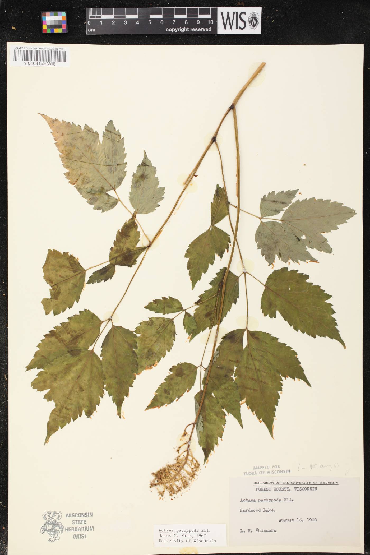 Actaea pachypoda image
