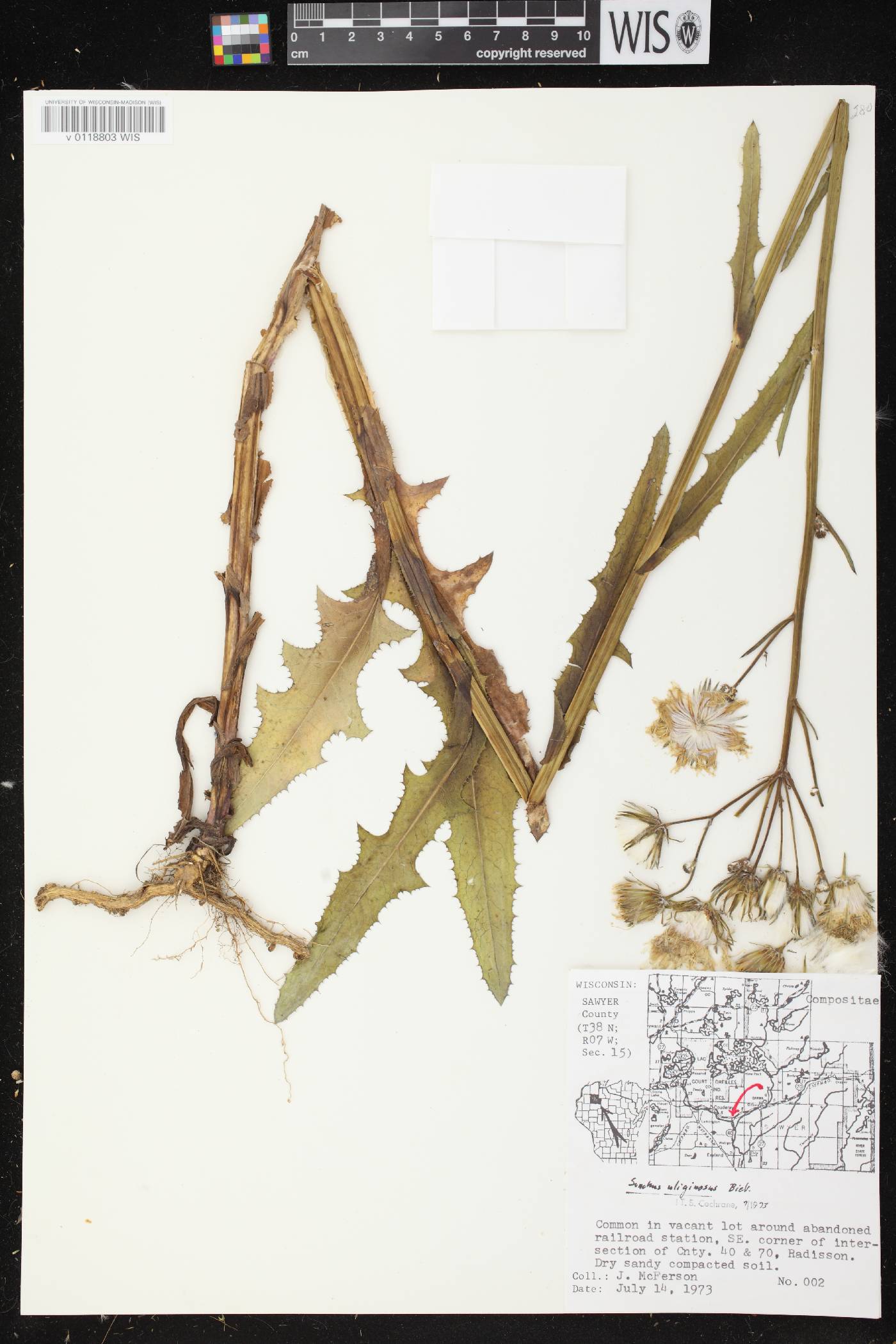 Sonchus arvensis image