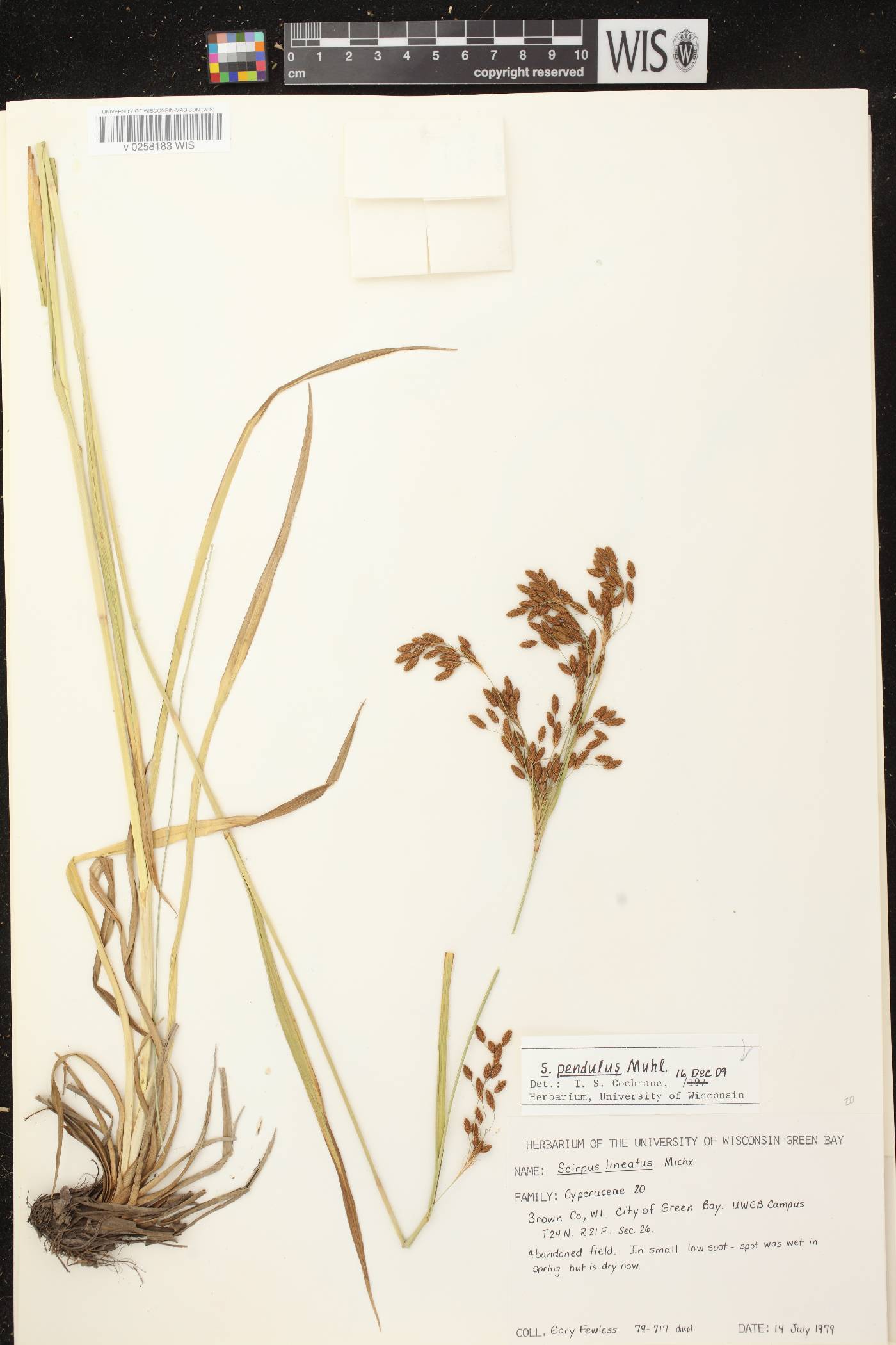 Scirpus pendulus image
