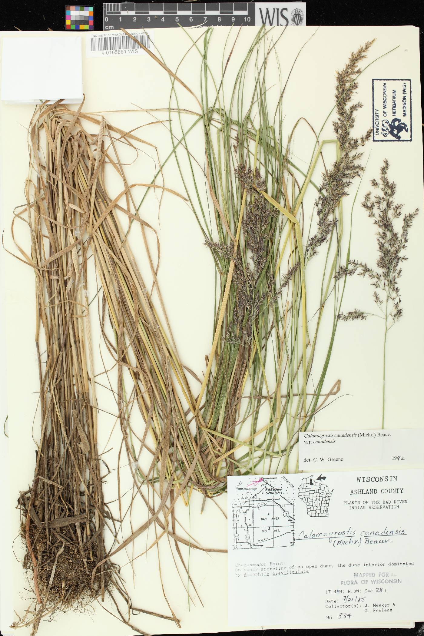 Calamagrostis canadensis var. canadensis image