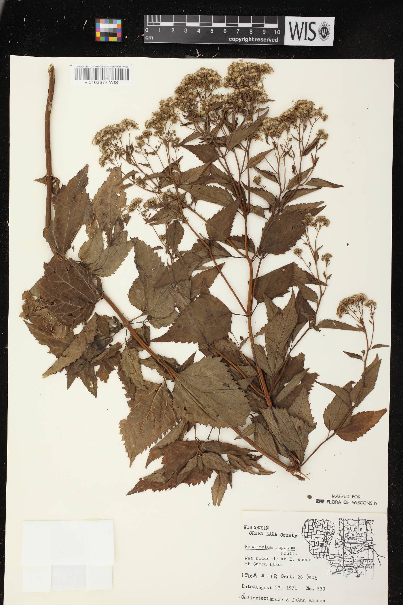 Ageratina altissima subsp. altissima image