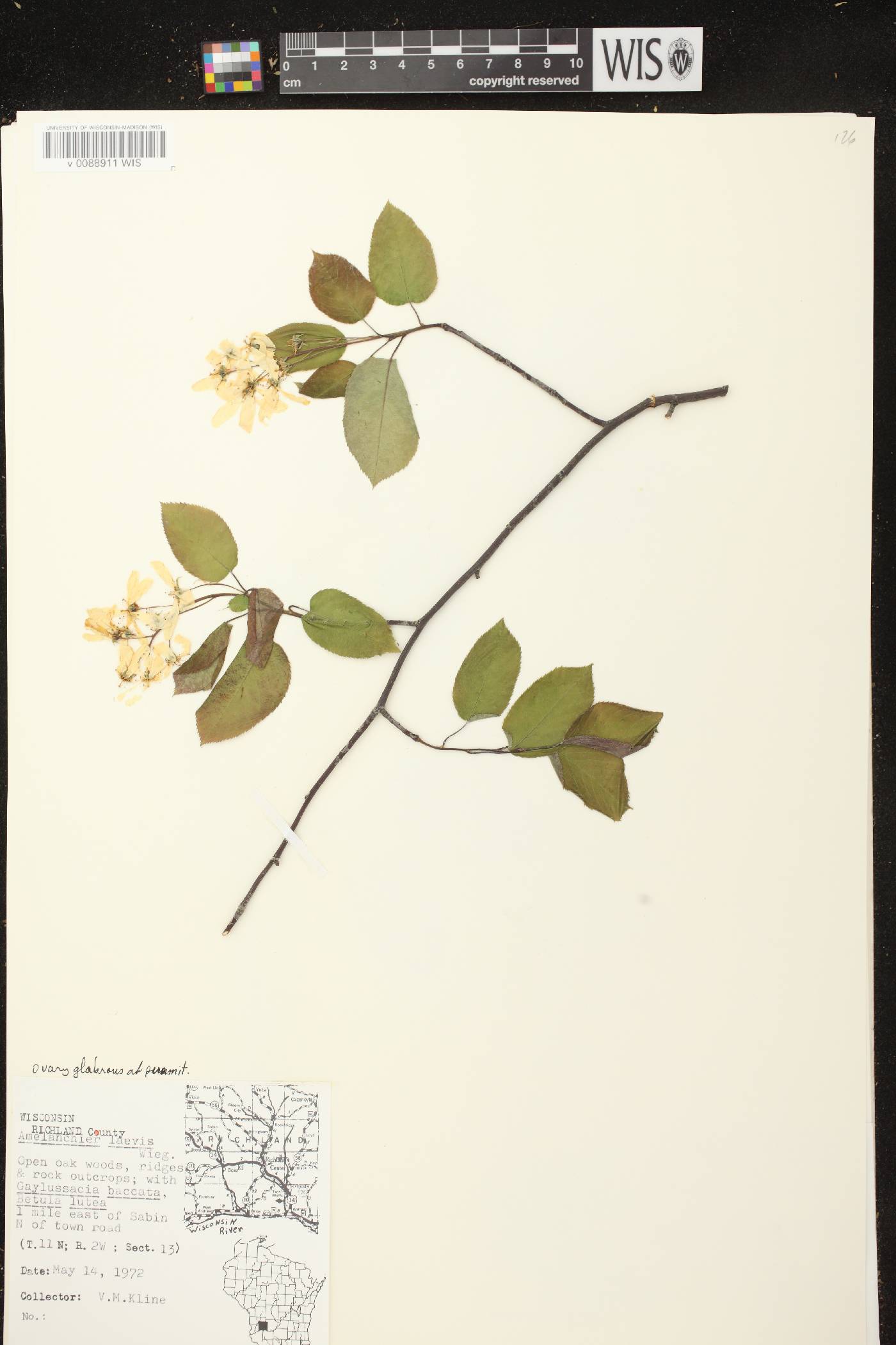 Amelanchier laevis image