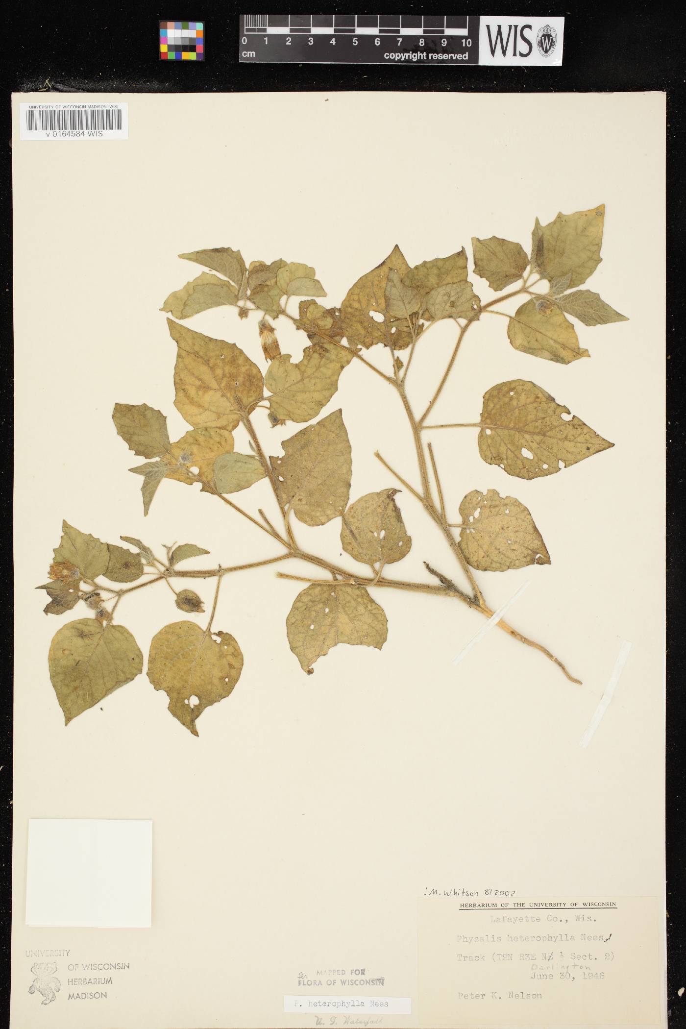Physalis heterophylla image