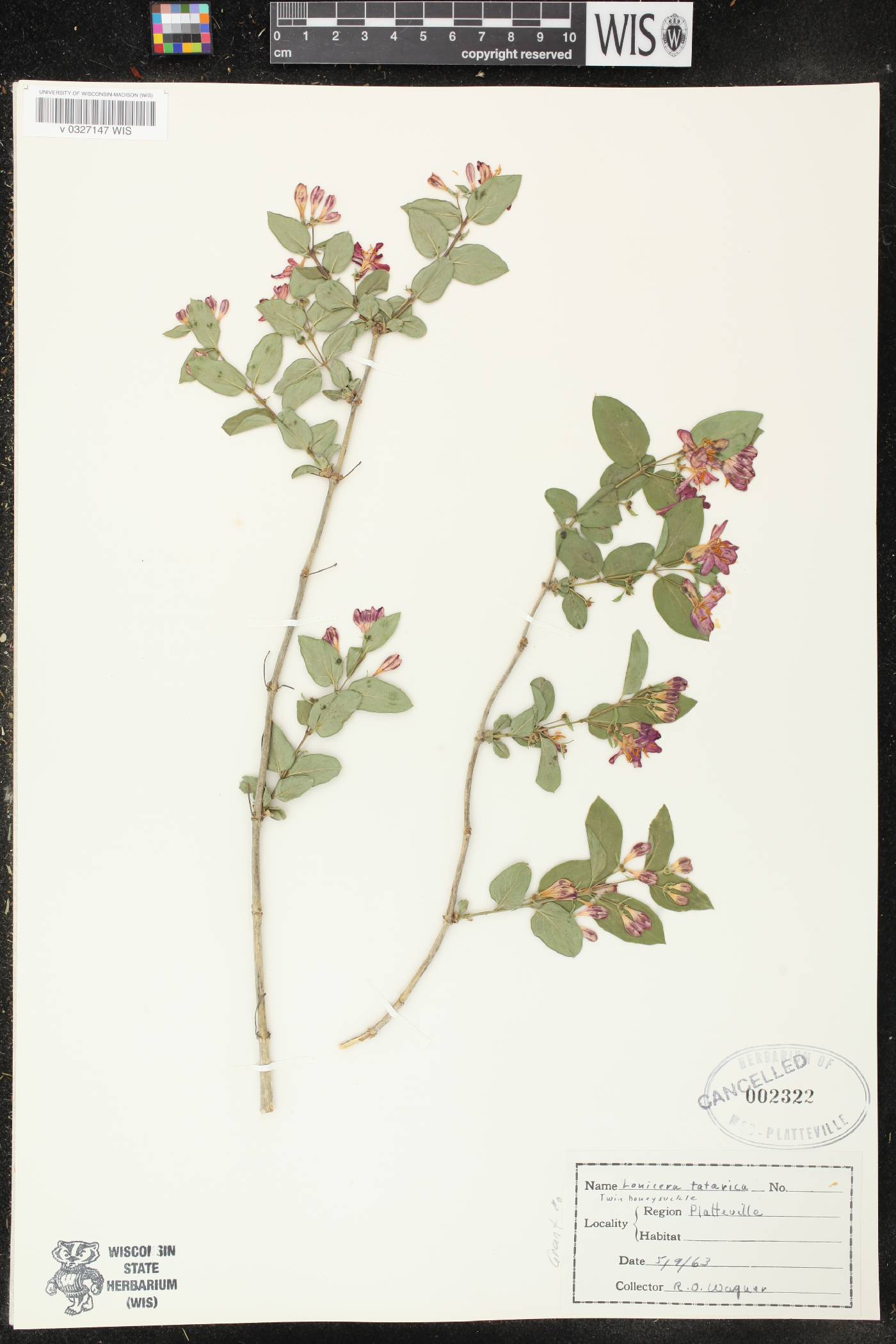 Lonicera tatarica image