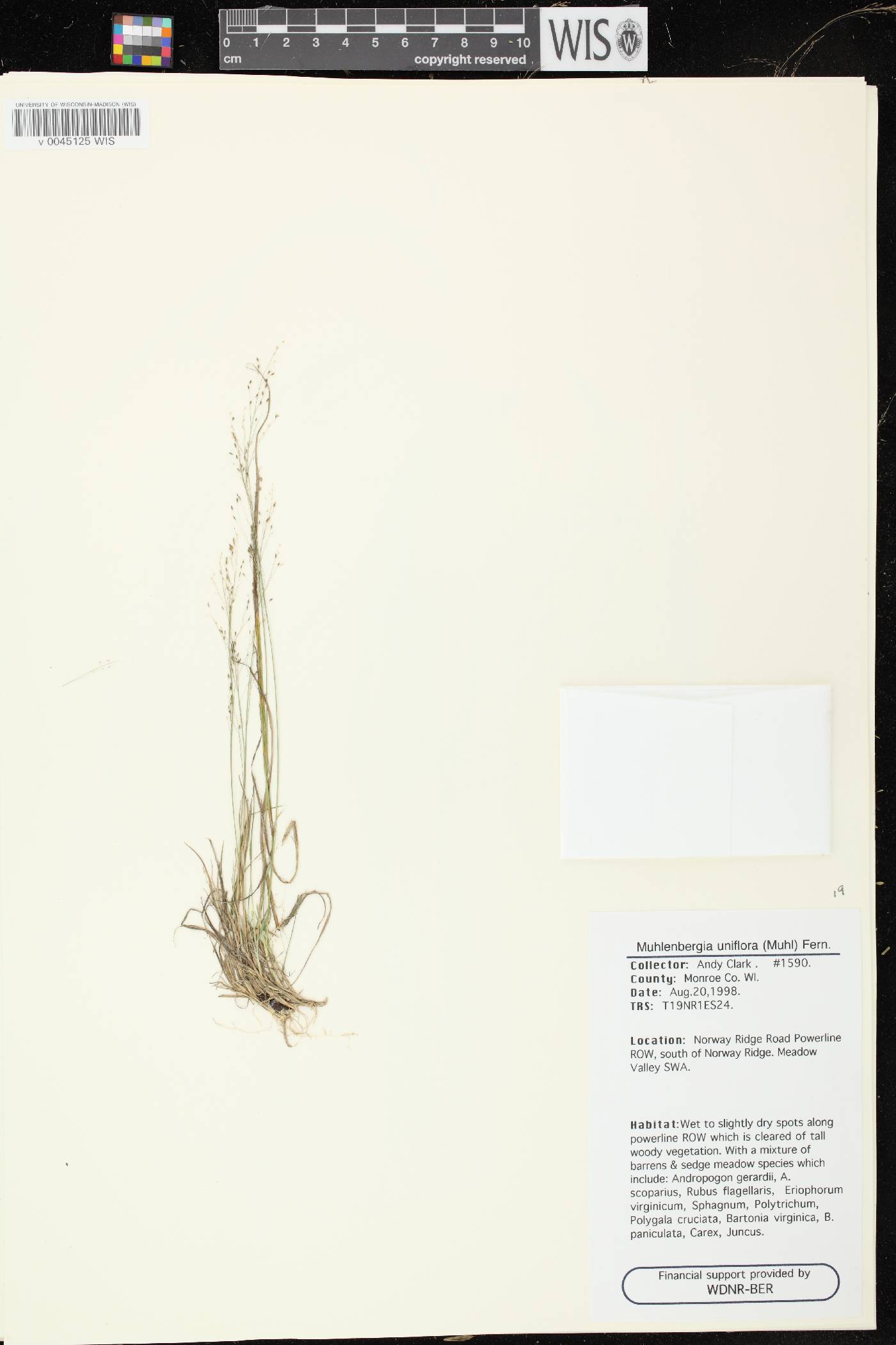 Muhlenbergia uniflora image