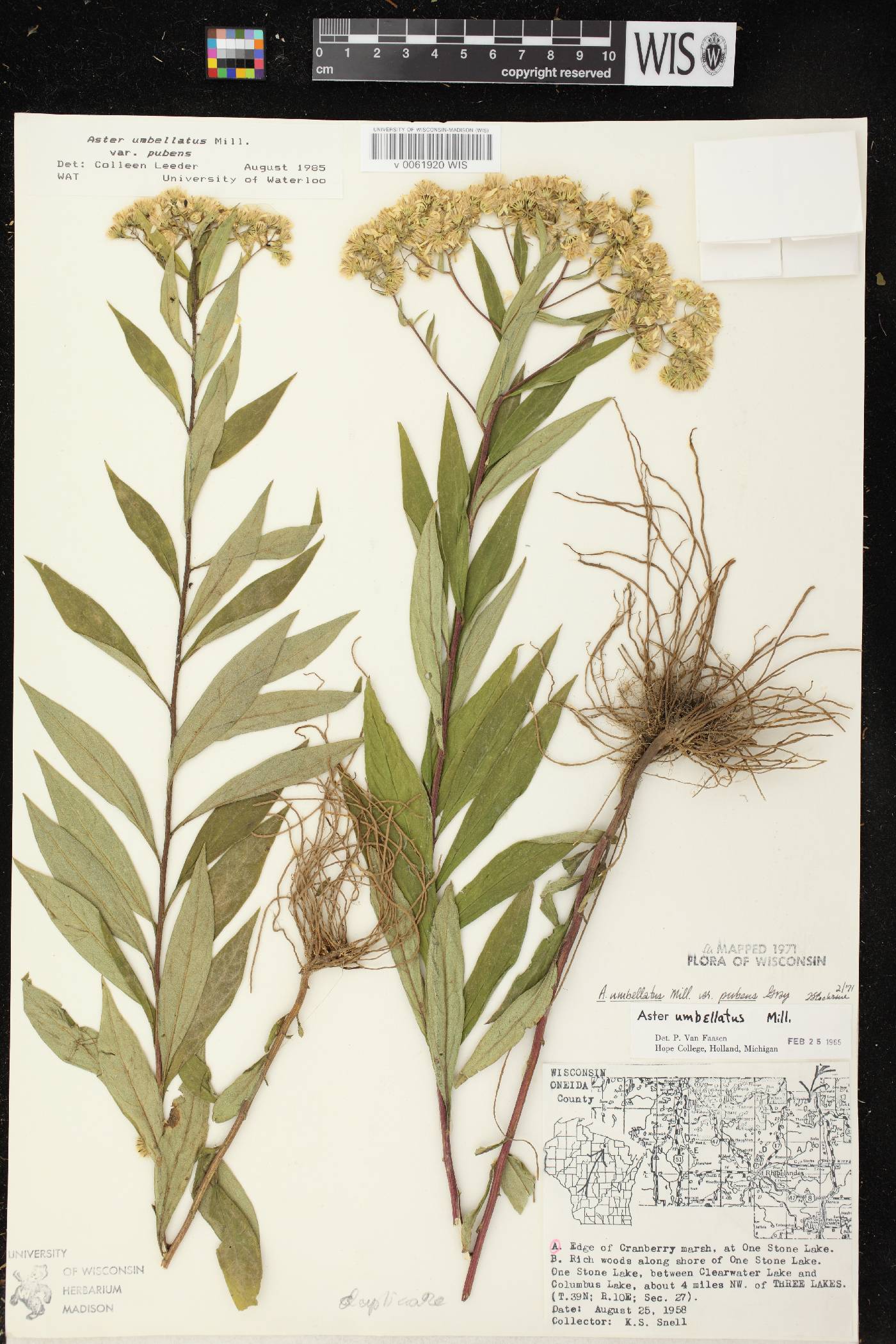 Doellingeria umbellata var. pubens image