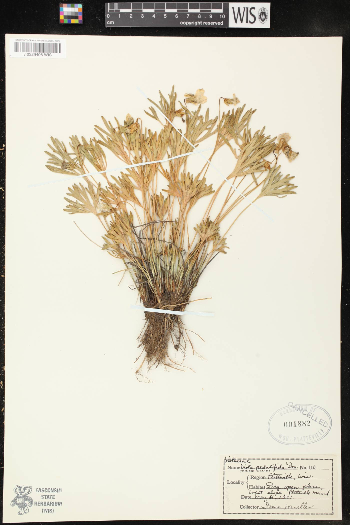 Viola pedatifida image