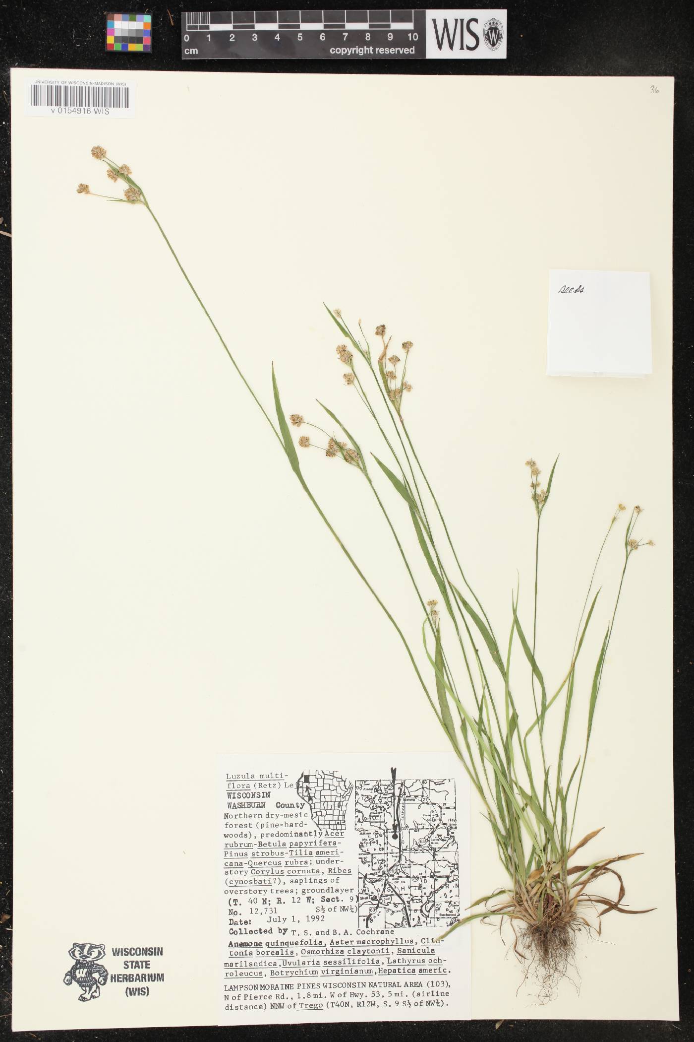 Luzula multiflora image