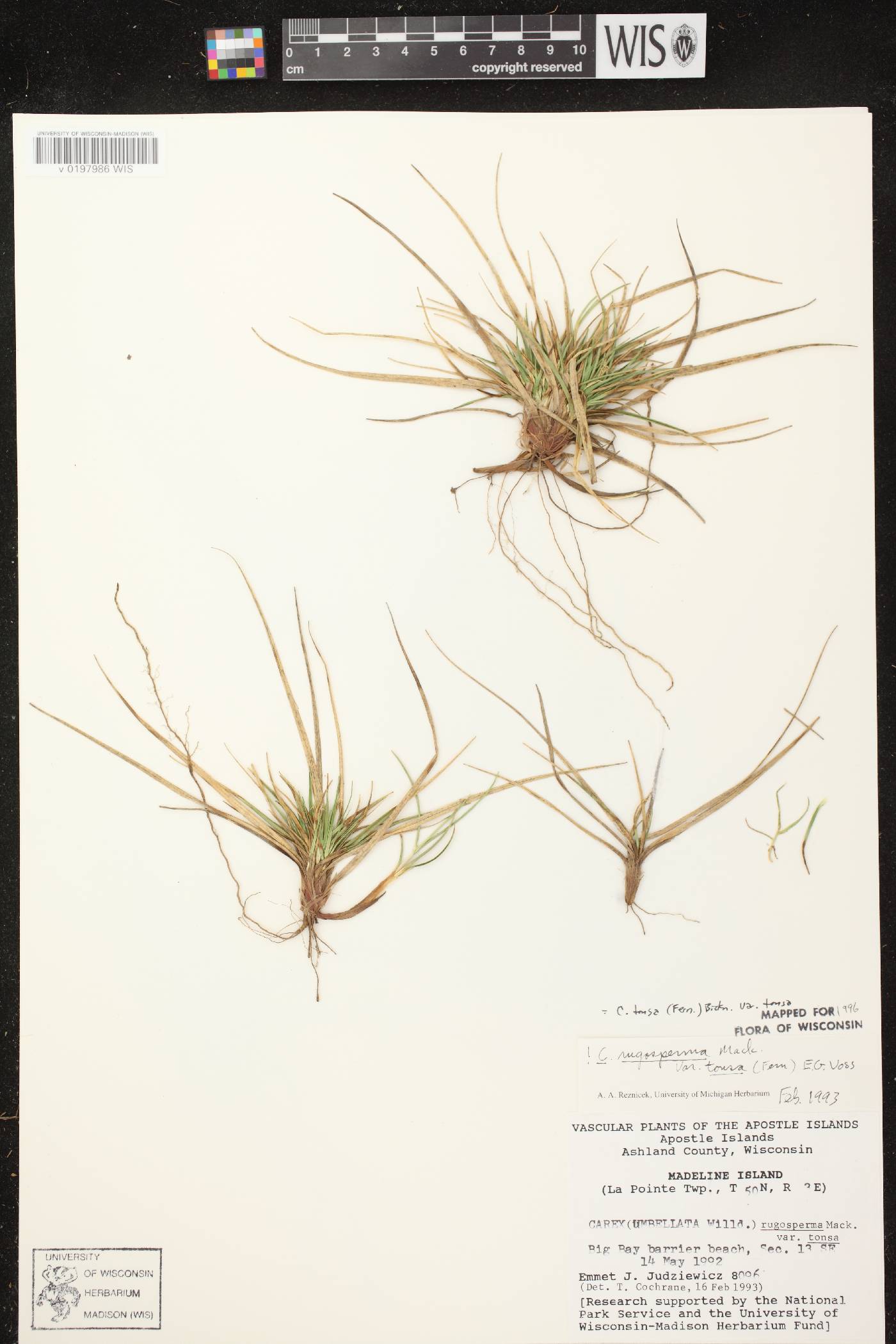Carex tonsa var. tonsa image