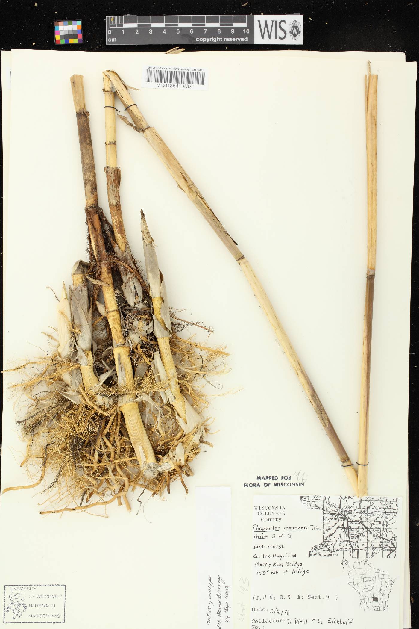 Phragmites australis image