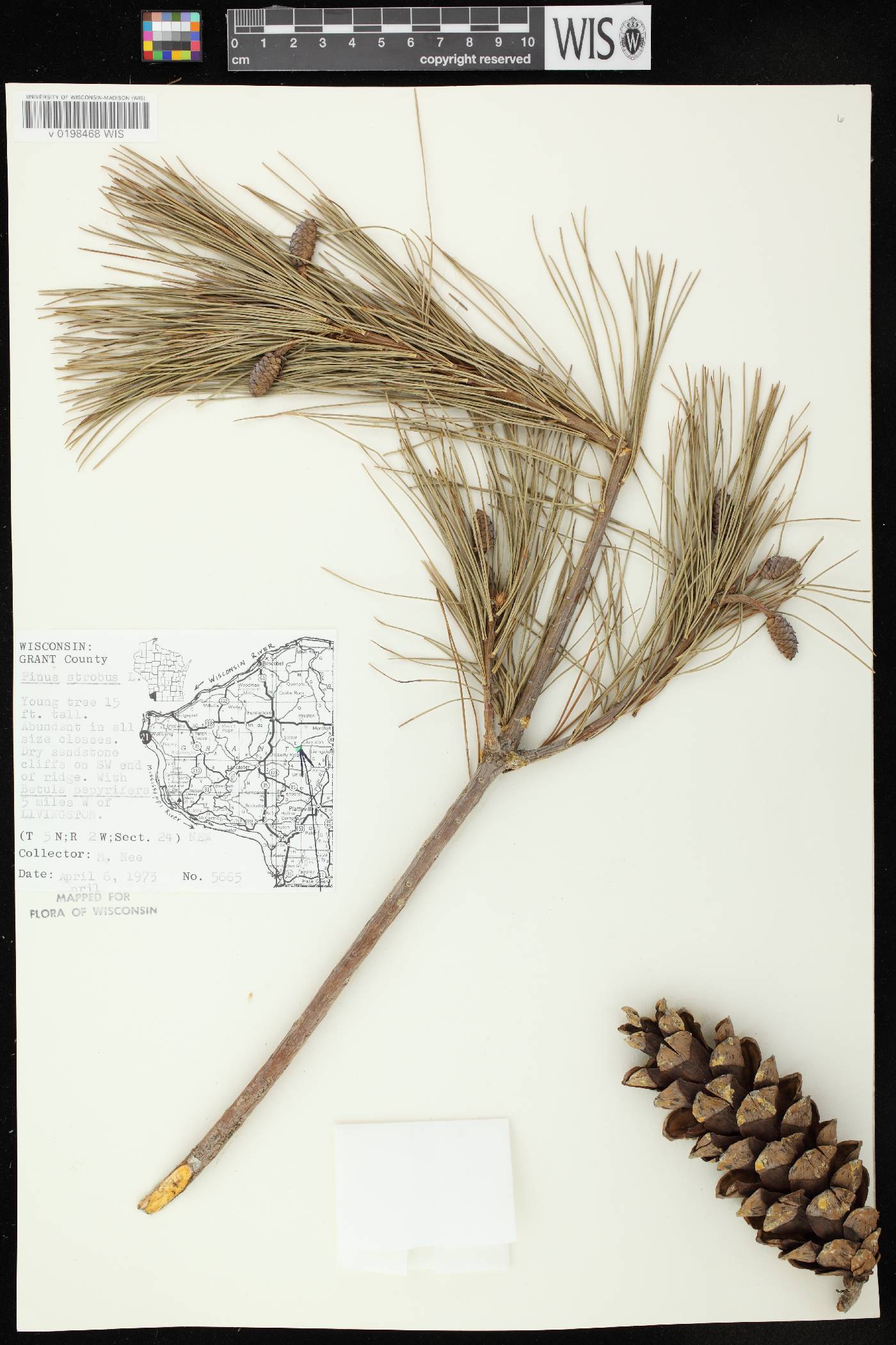 Pinus strobus image