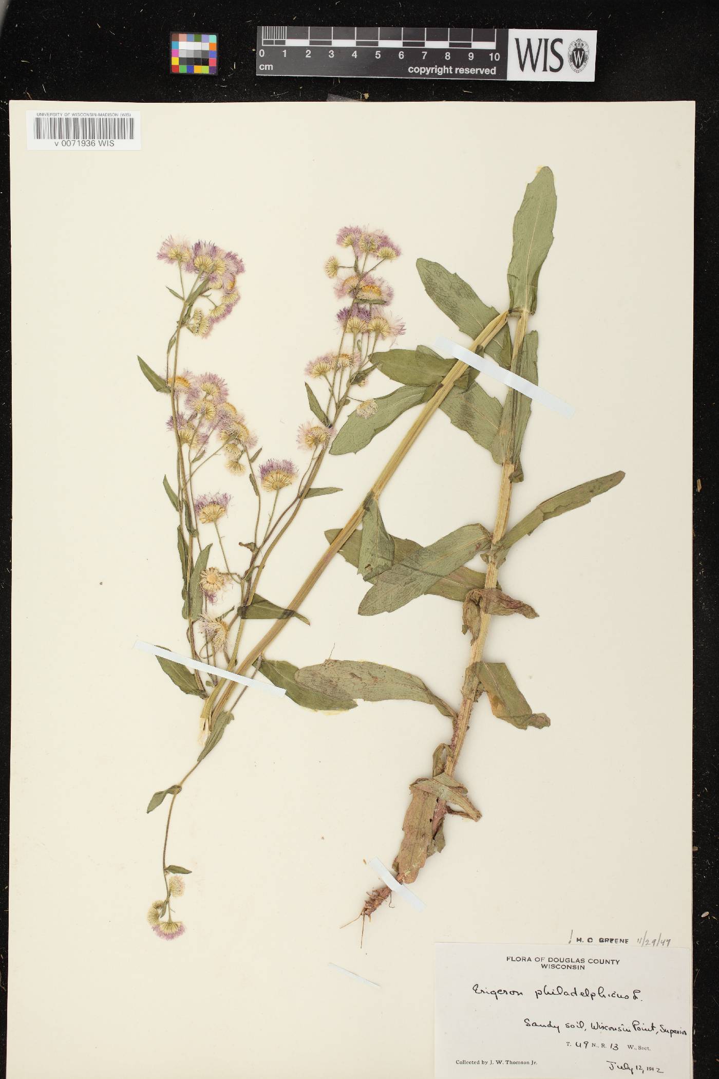 Erigeron philadelphicus var. philadelphicus image