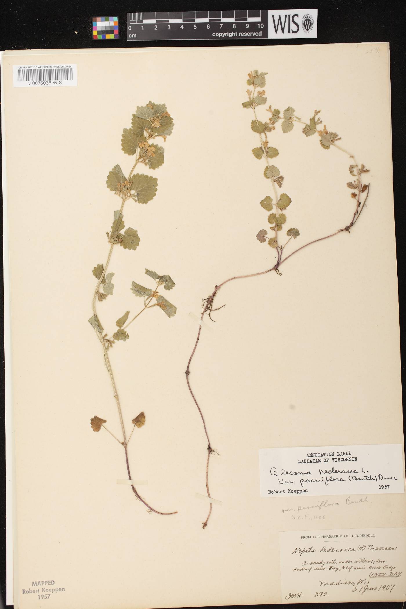Glechoma hederacea var. micrantha image
