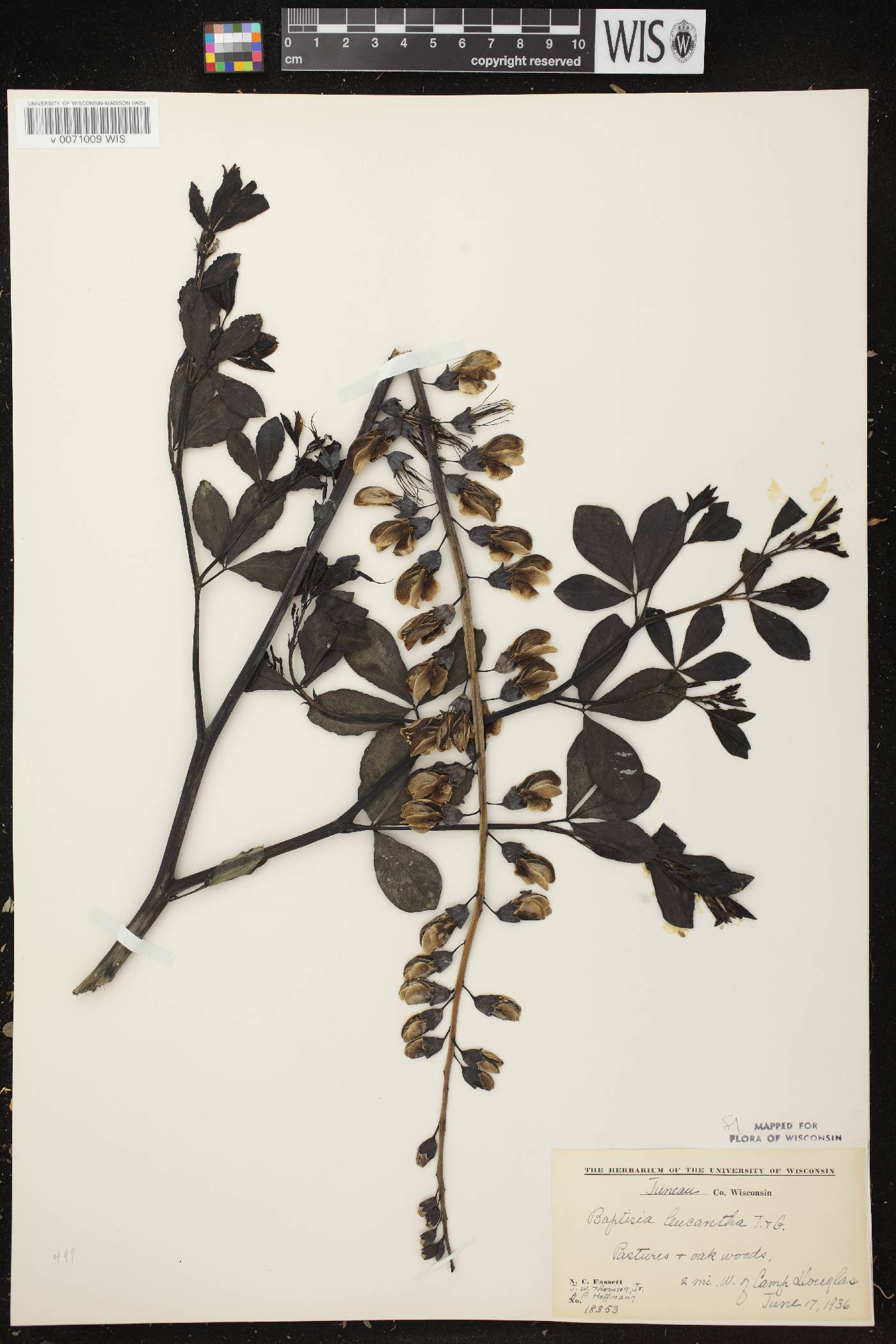 Baptisia lactea image