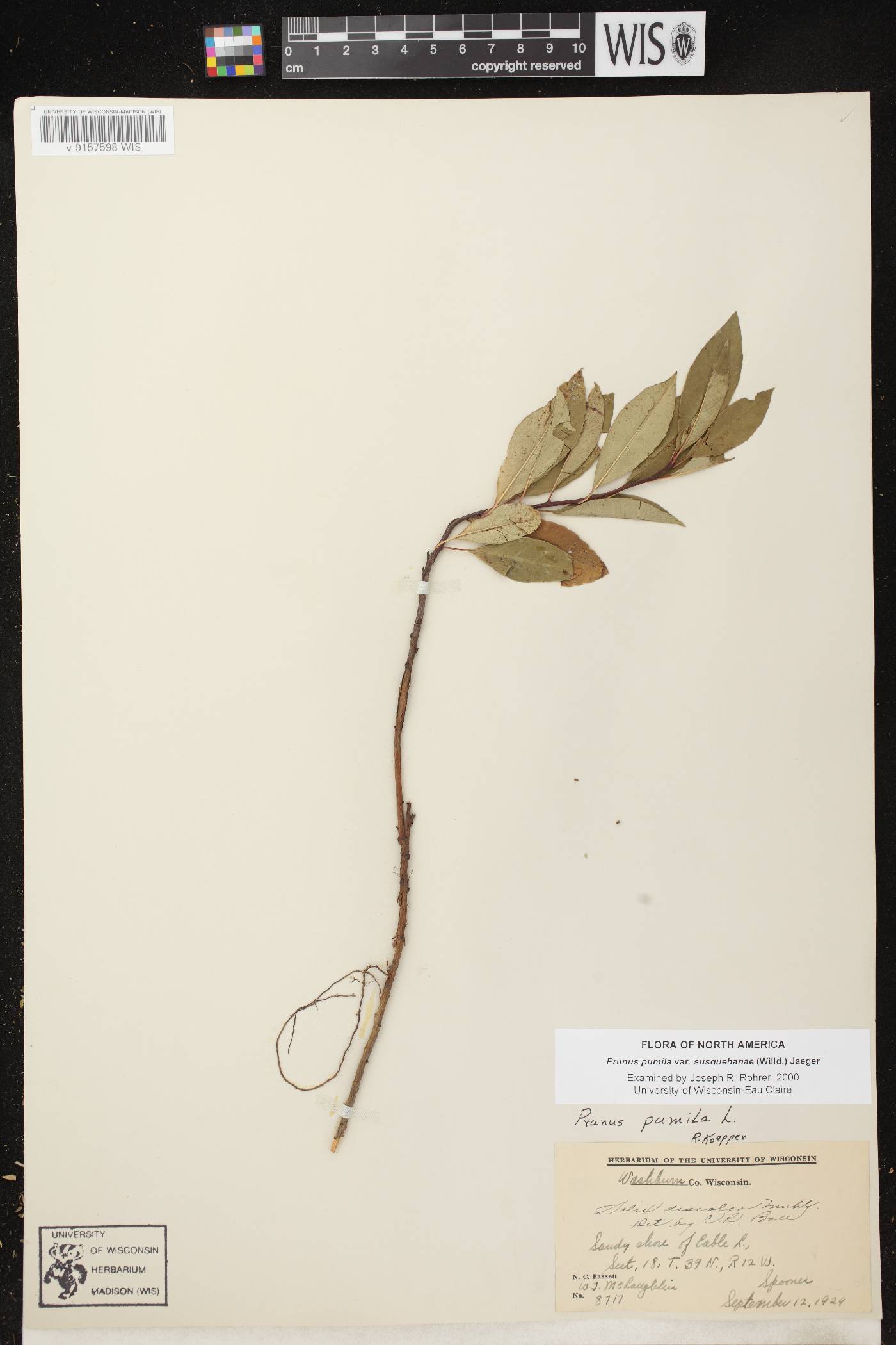 Prunus pumila image