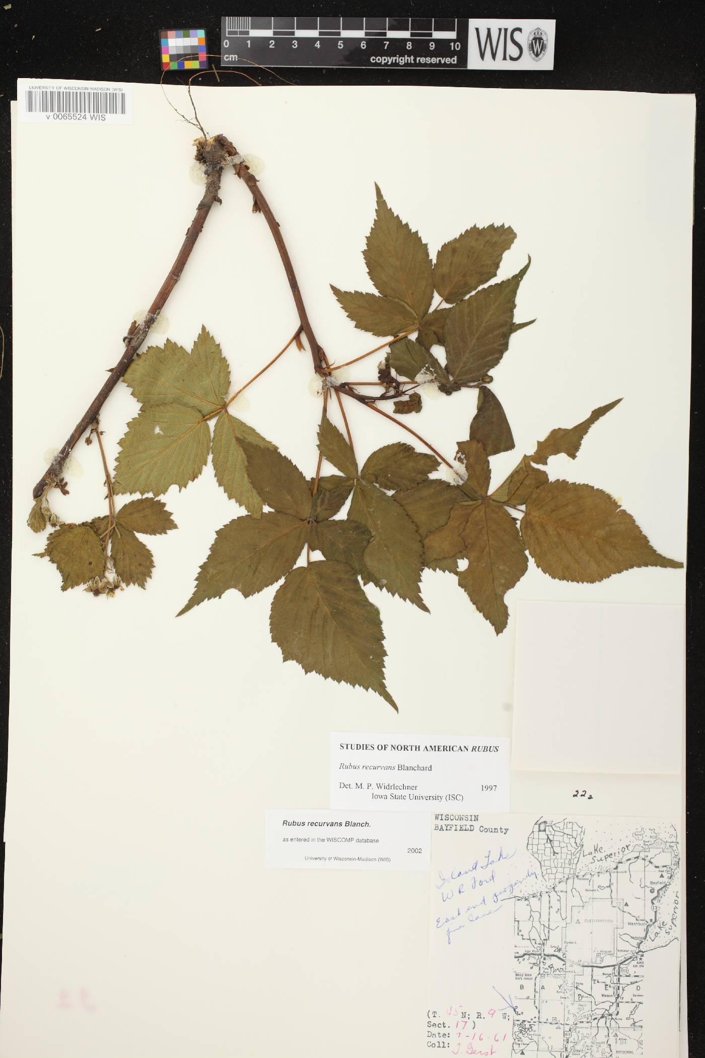 Rubus pensilvanicus image