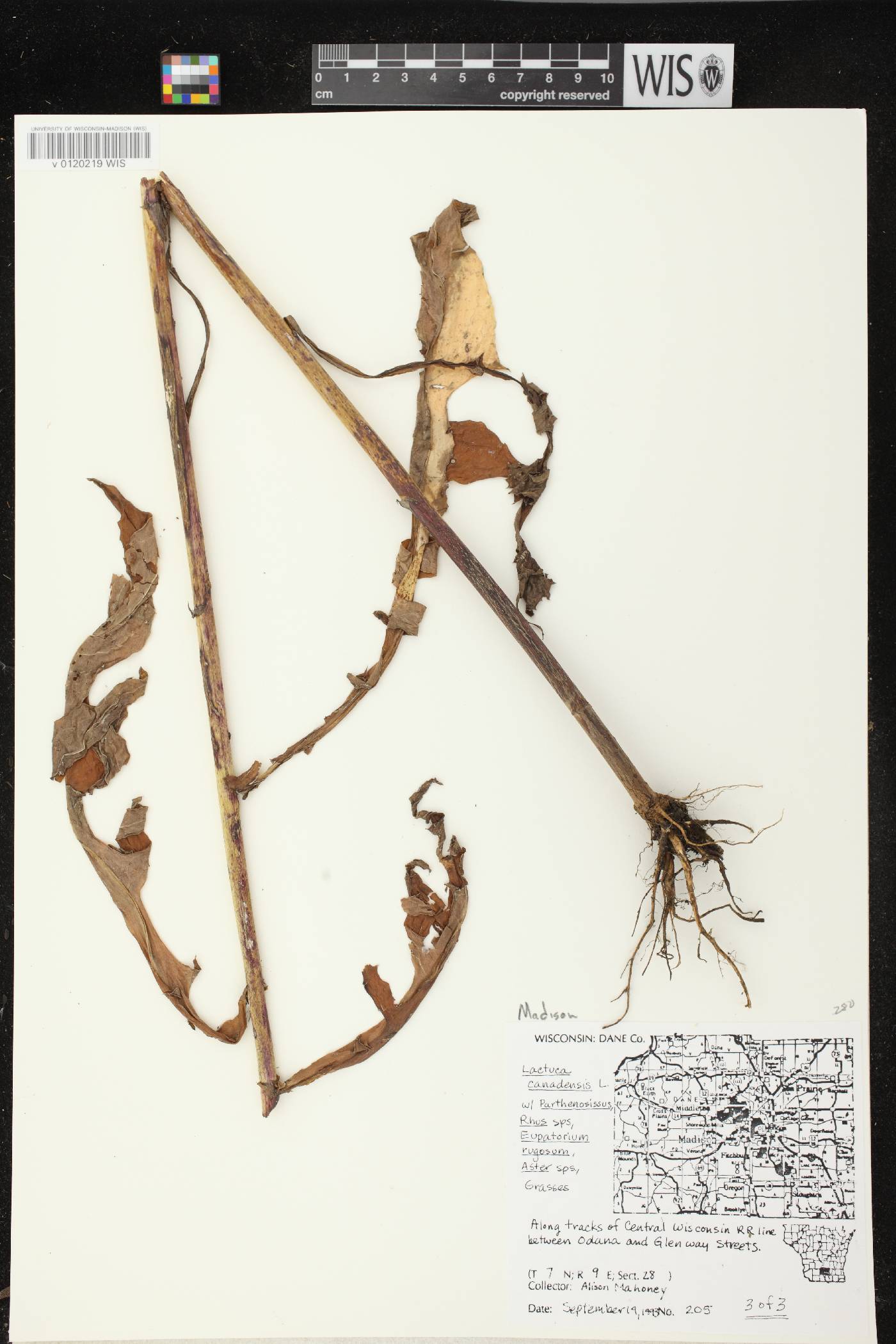 Lactuca canadensis image