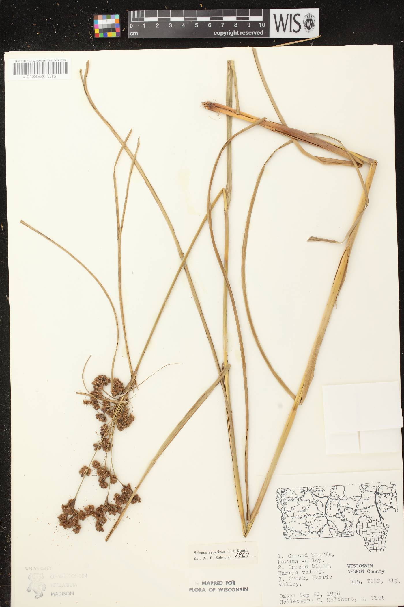 Scirpus cyperinus image