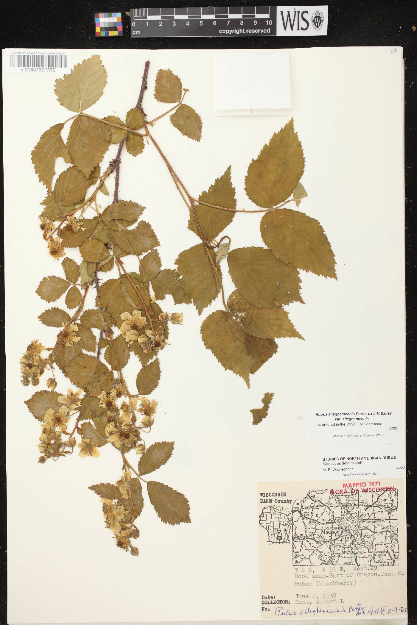 Rubus allegheniensis image