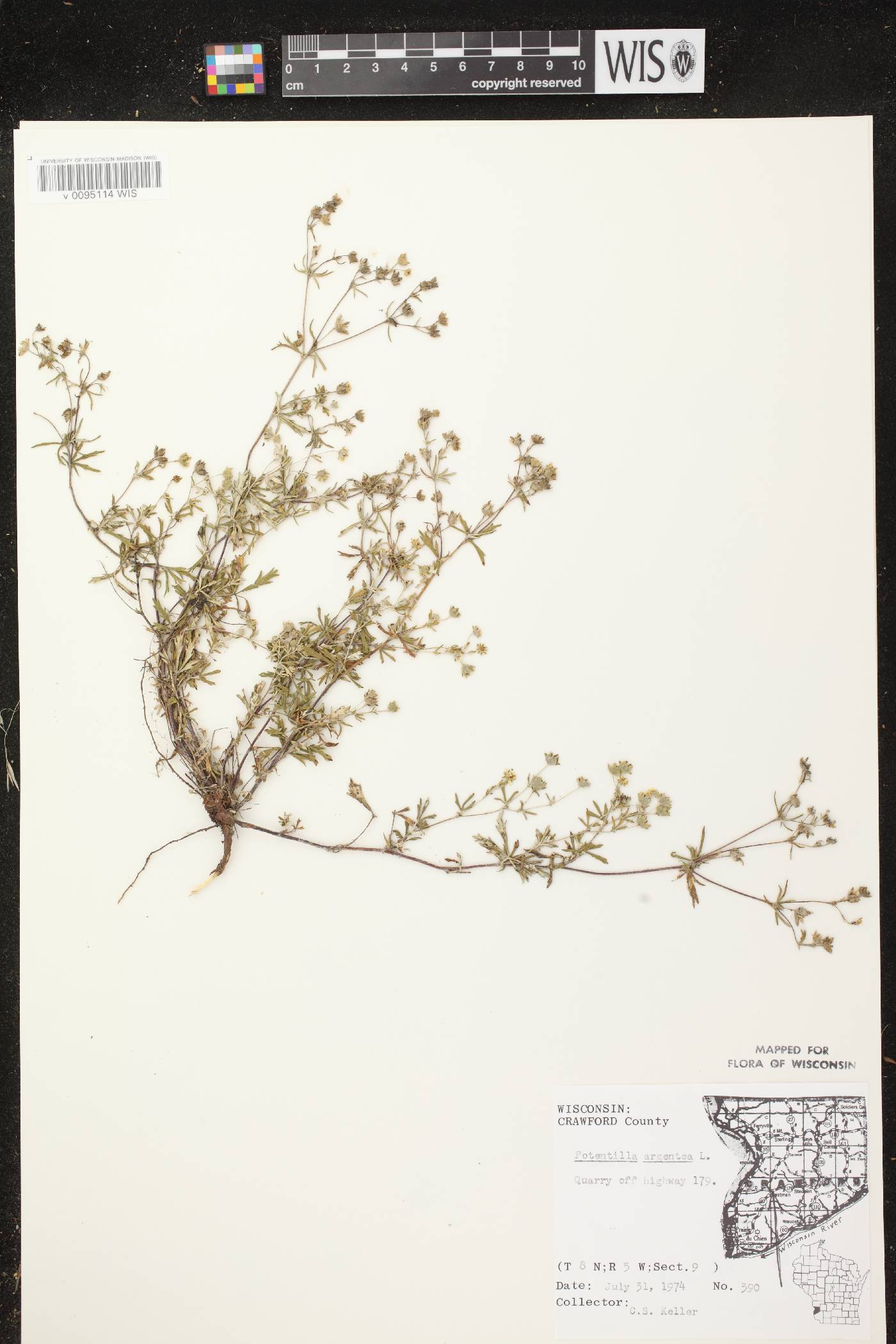 Potentilla argentea image