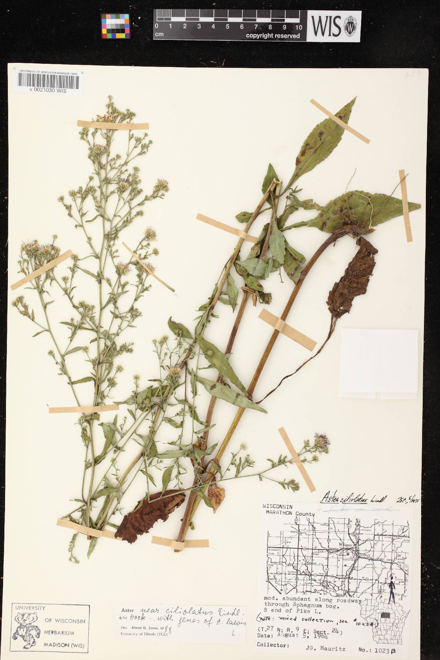Symphyotrichum ciliolatum image
