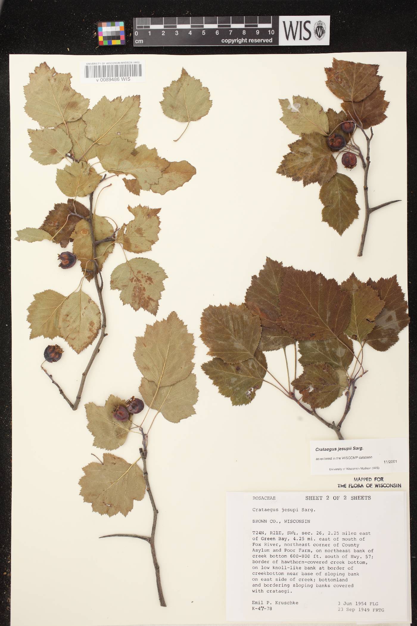 Crataegus jesupii image