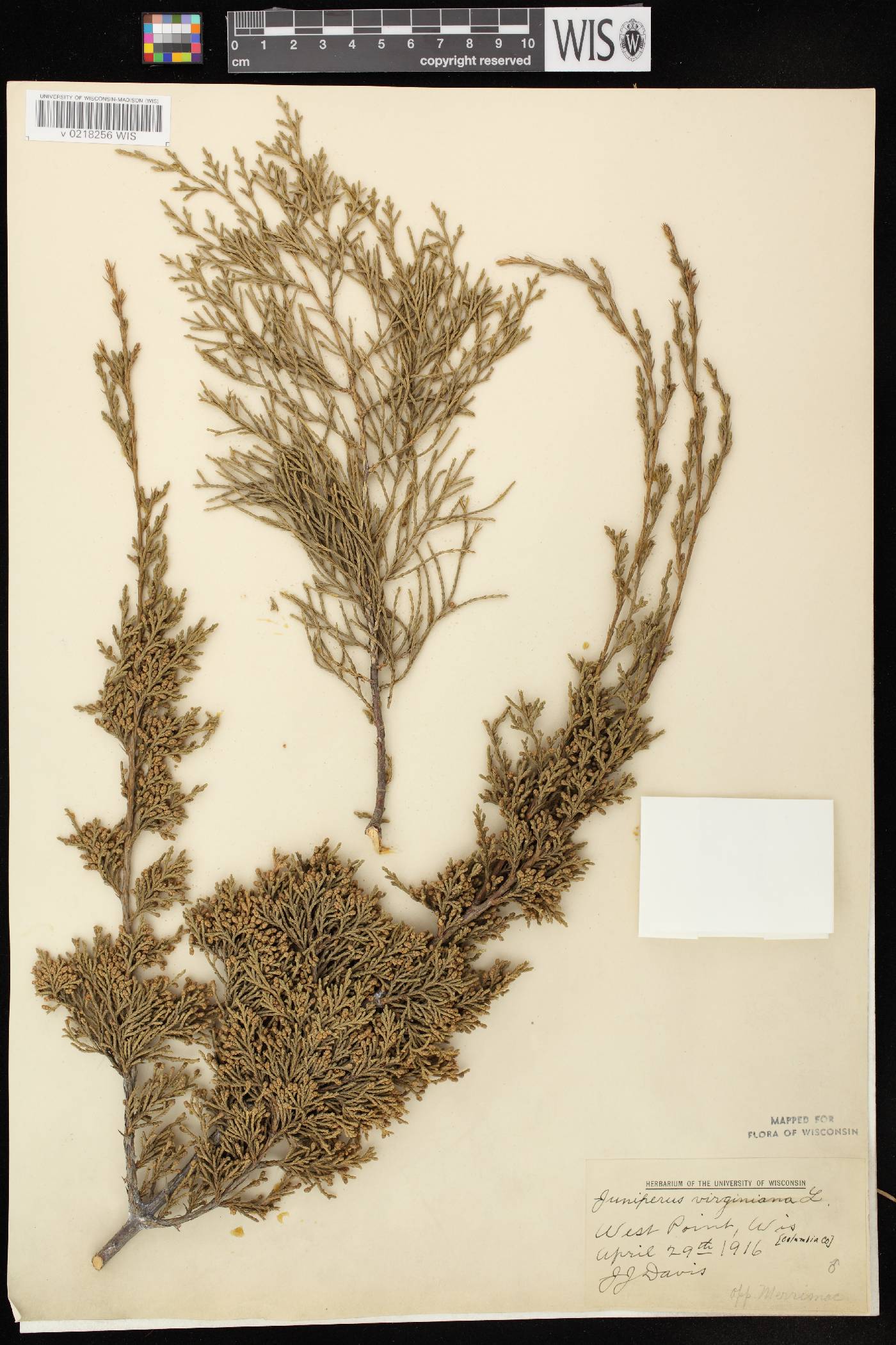 Juniperus virginiana var. virginiana image