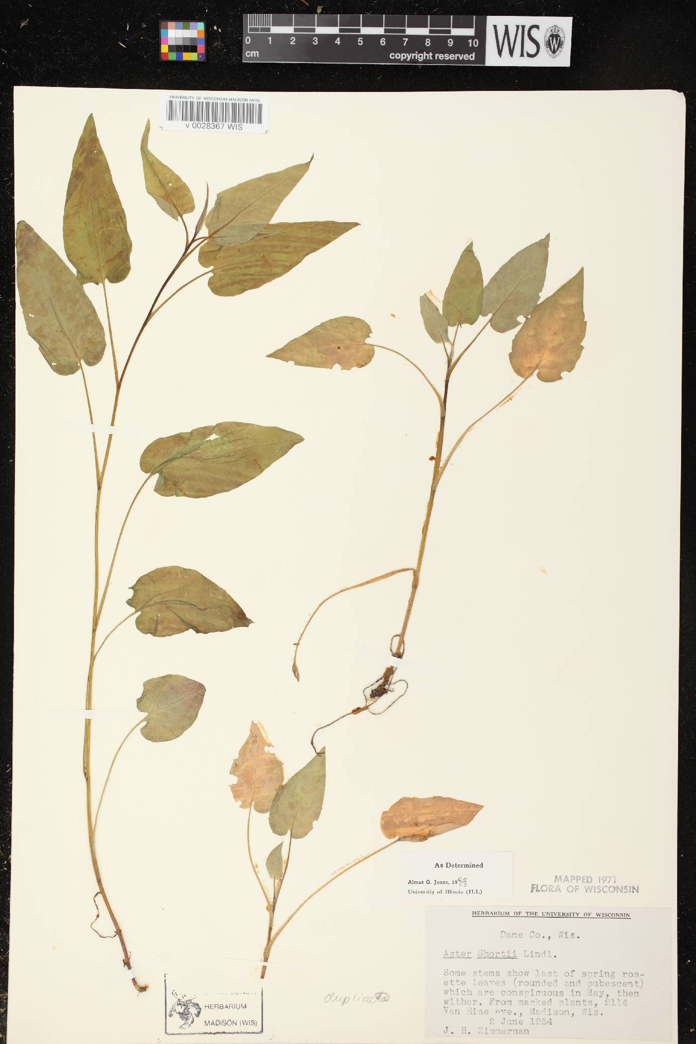 Symphyotrichum shortii image