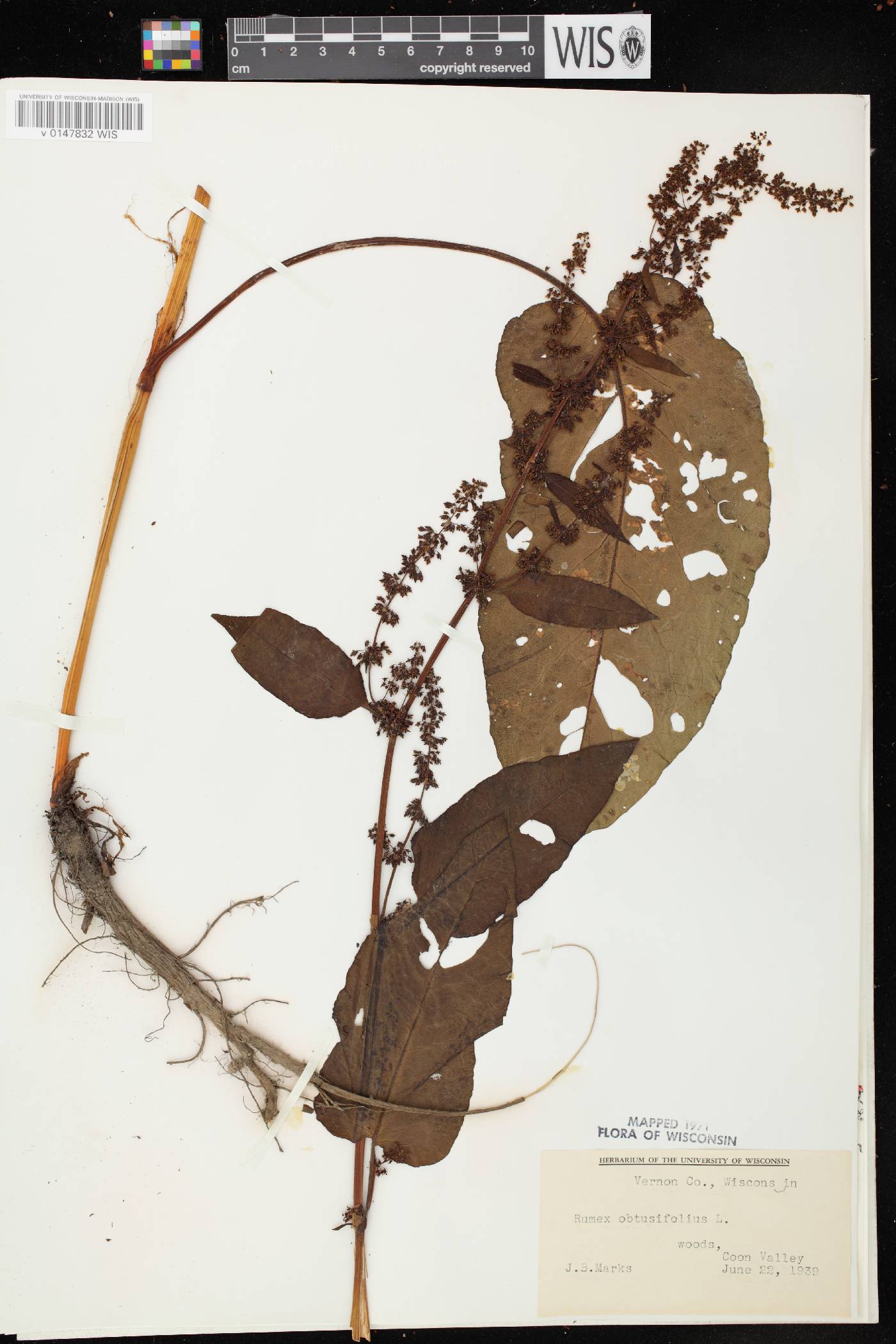 Rumex obtusifolius image