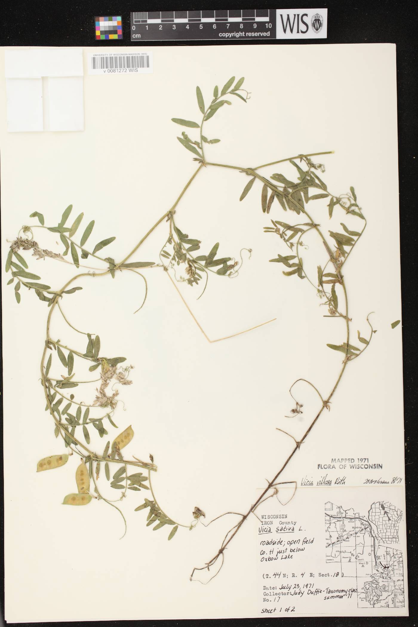 Vicia villosa image