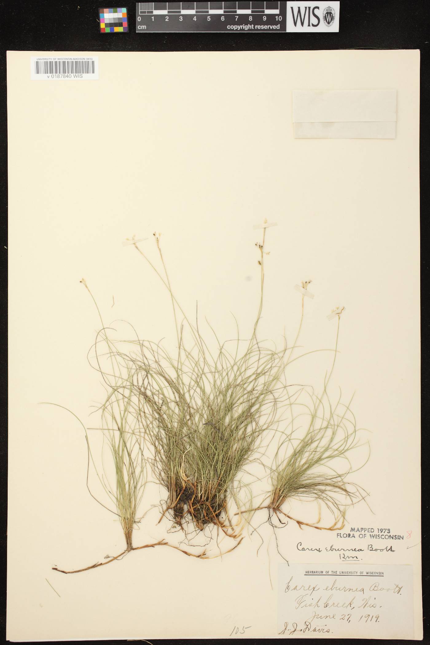 Carex eburnea image