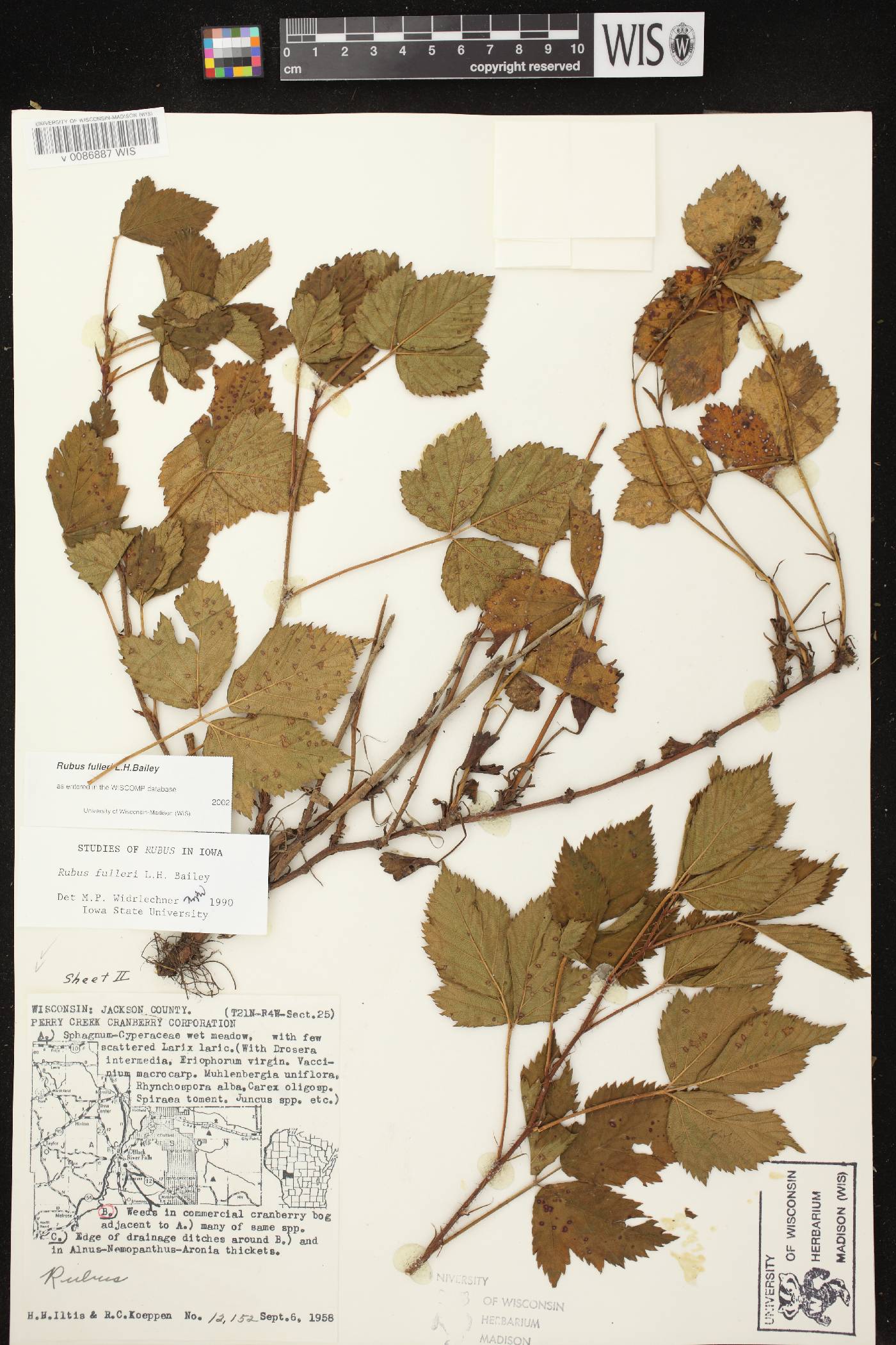Rubus setosus image