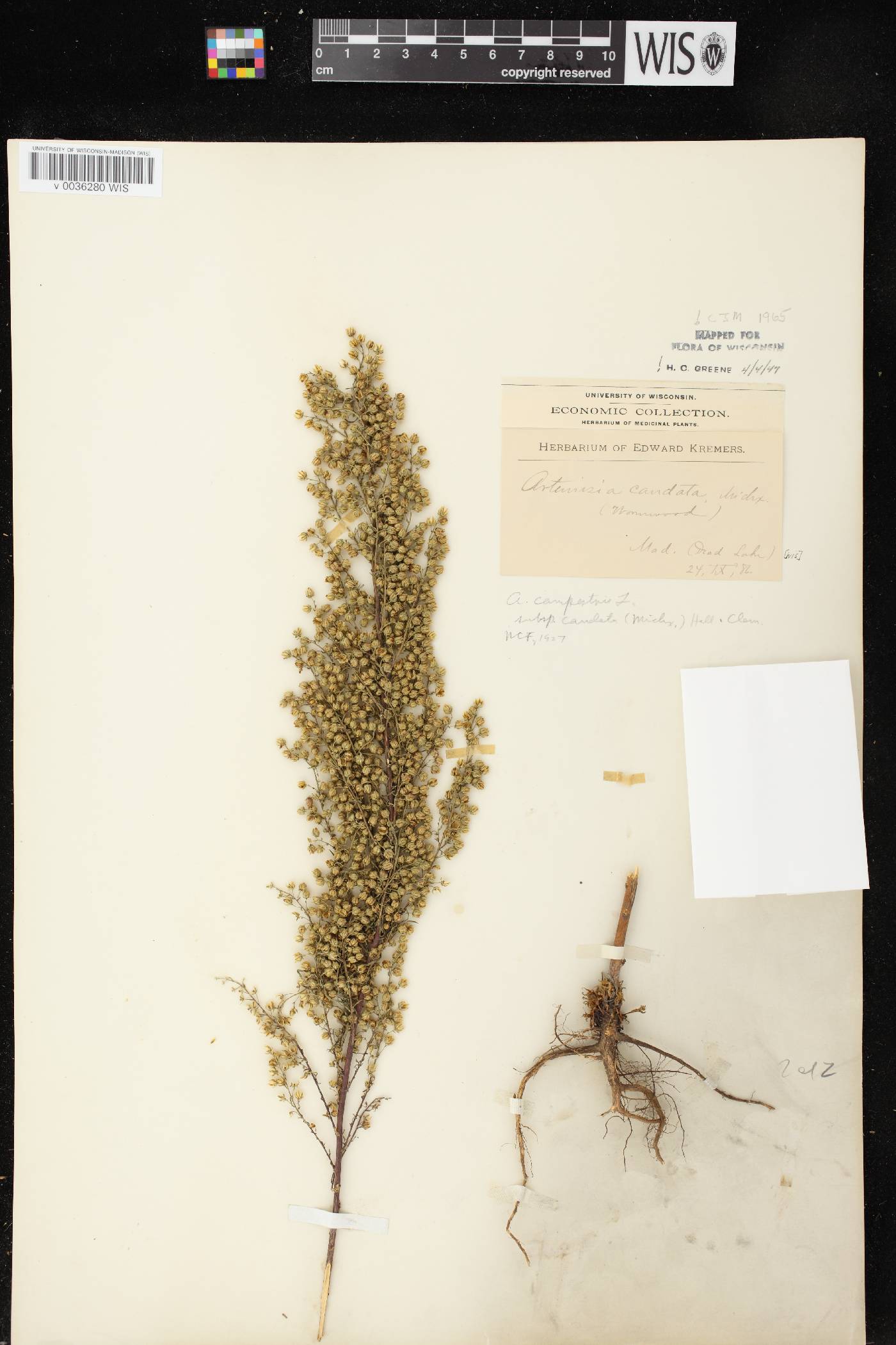 Artemisia campestris image