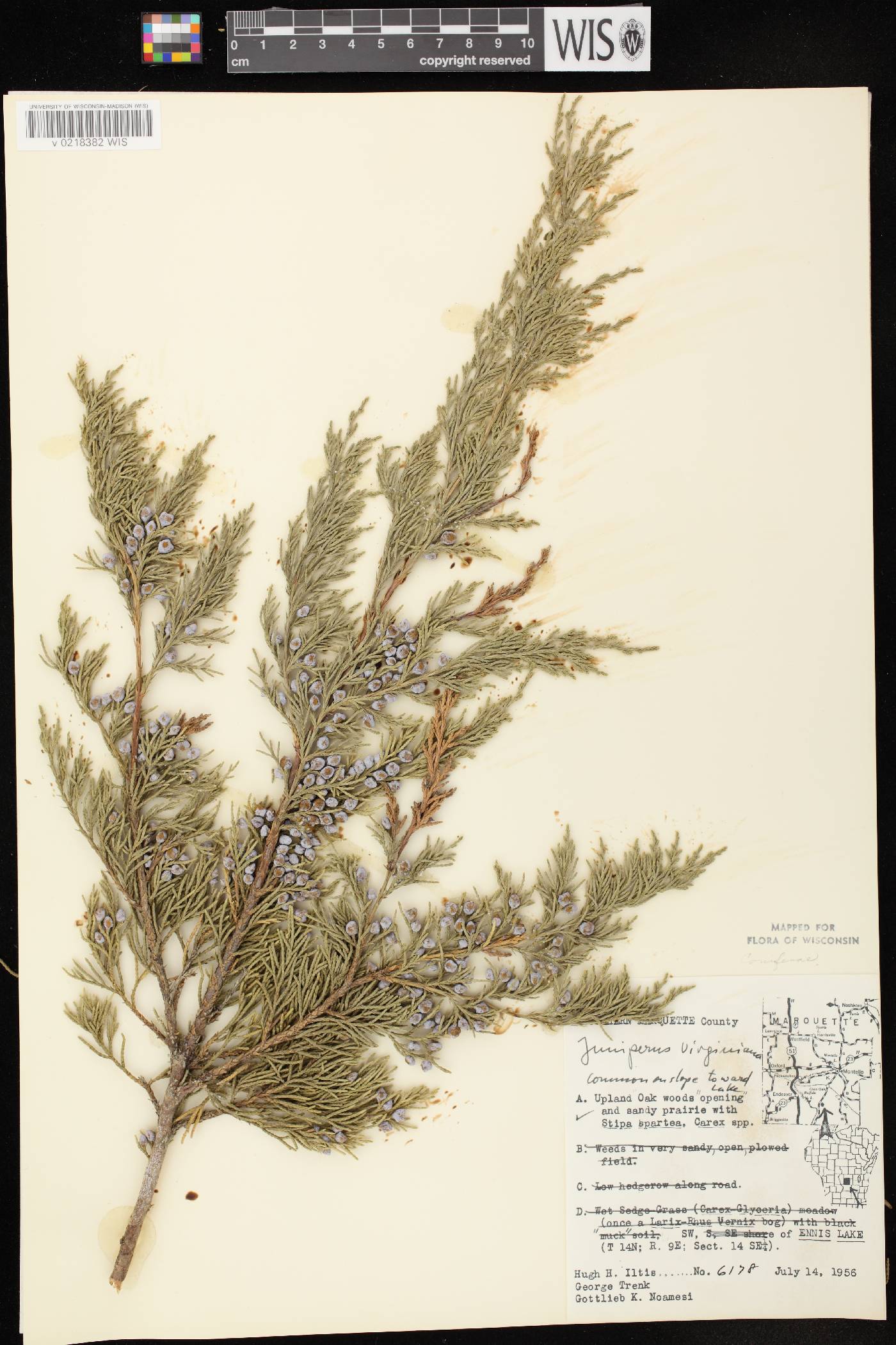 Juniperus virginiana var. virginiana image