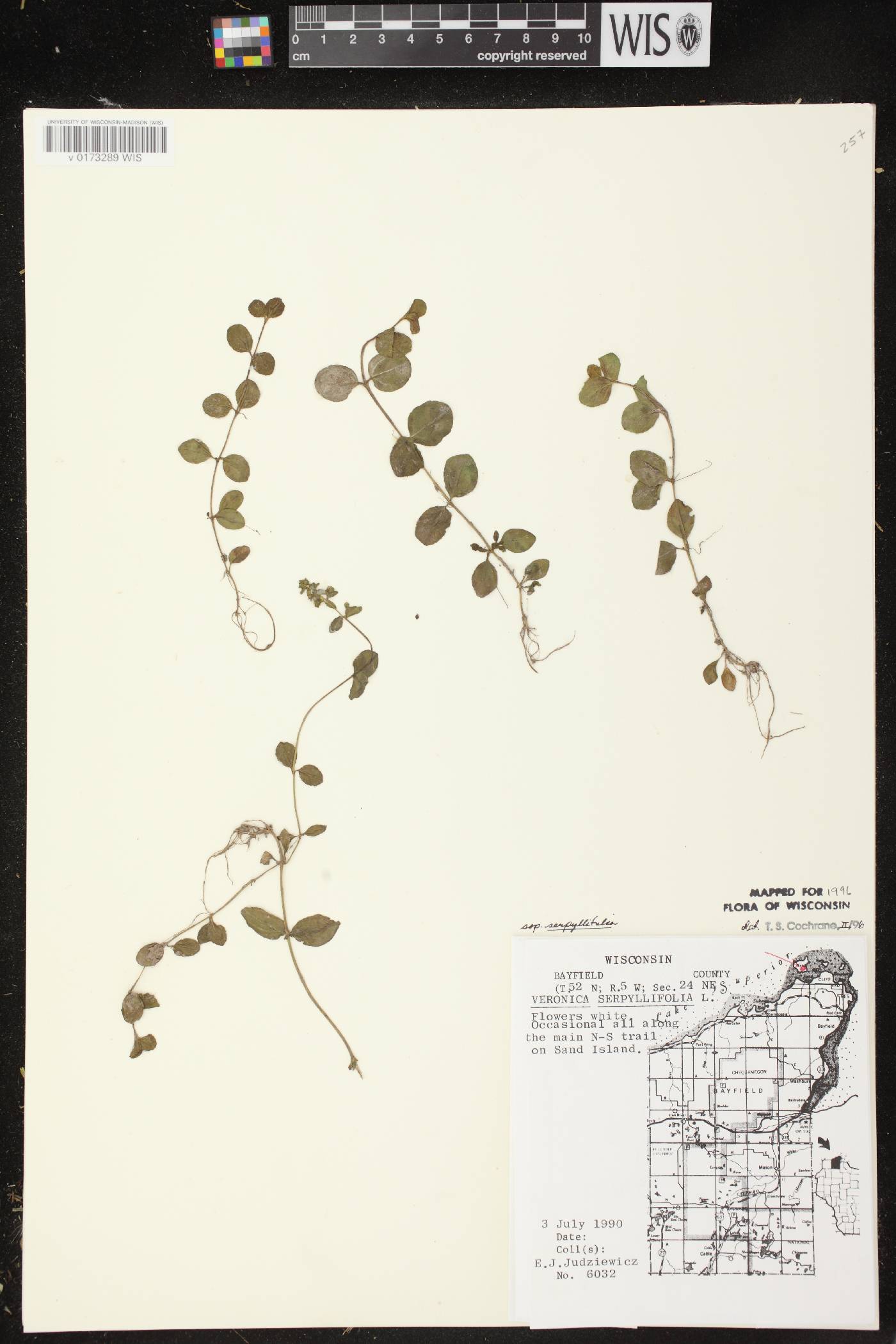 Veronica serpyllifolia subsp. serpyllifolia image