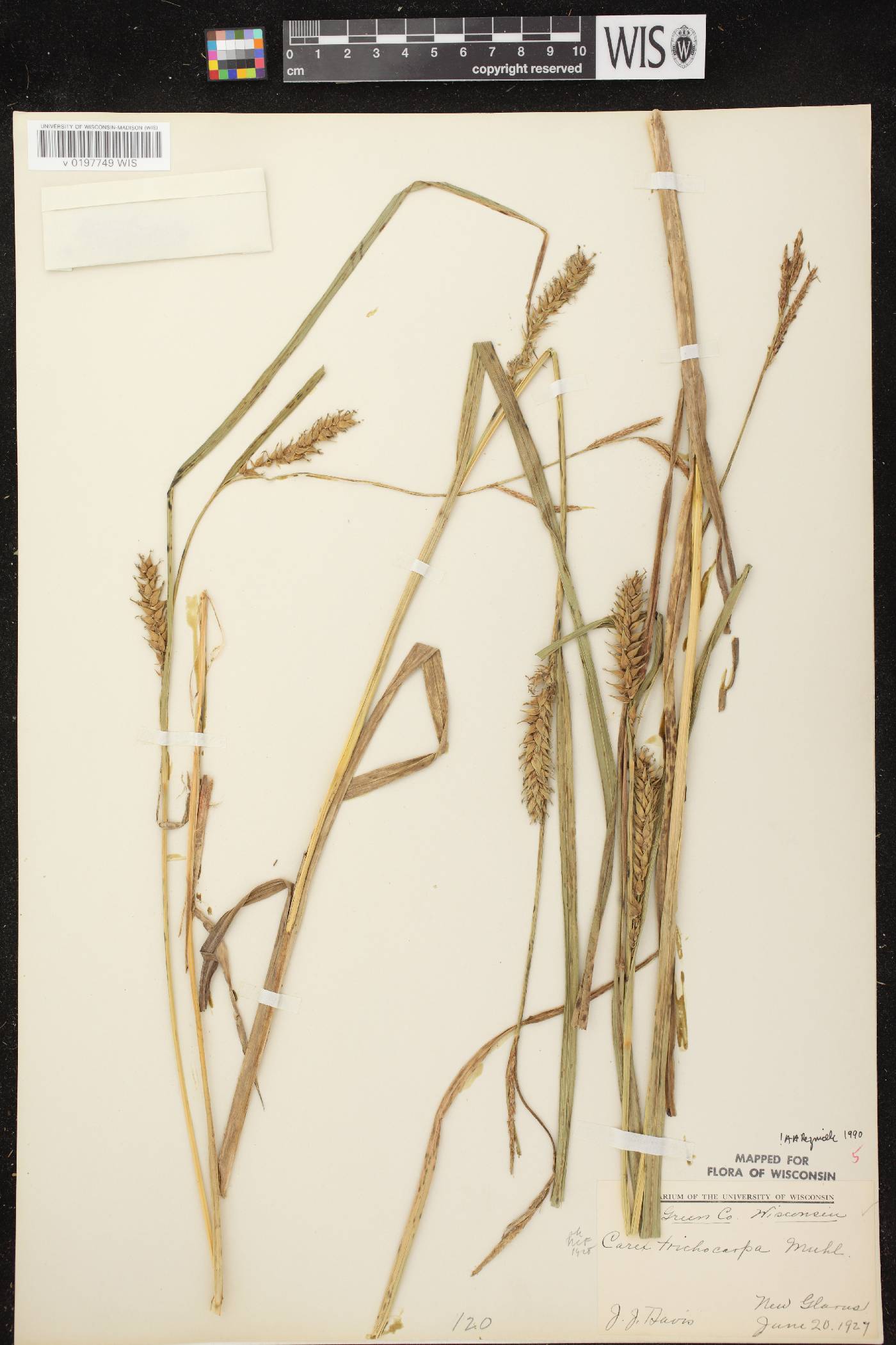 Carex trichocarpa image
