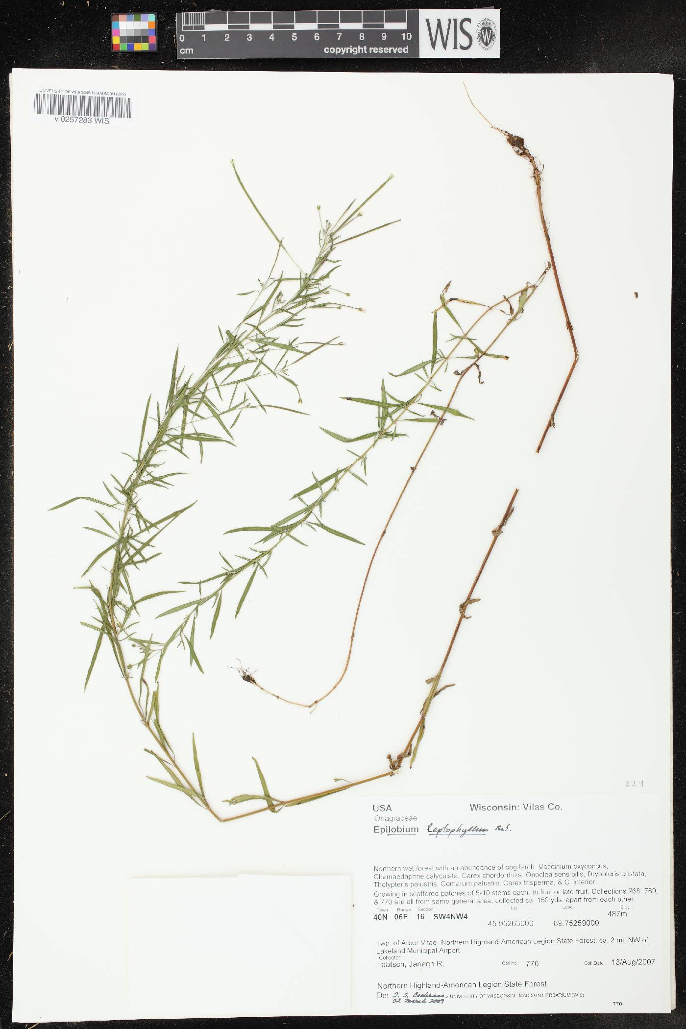 Epilobium leptophyllum image