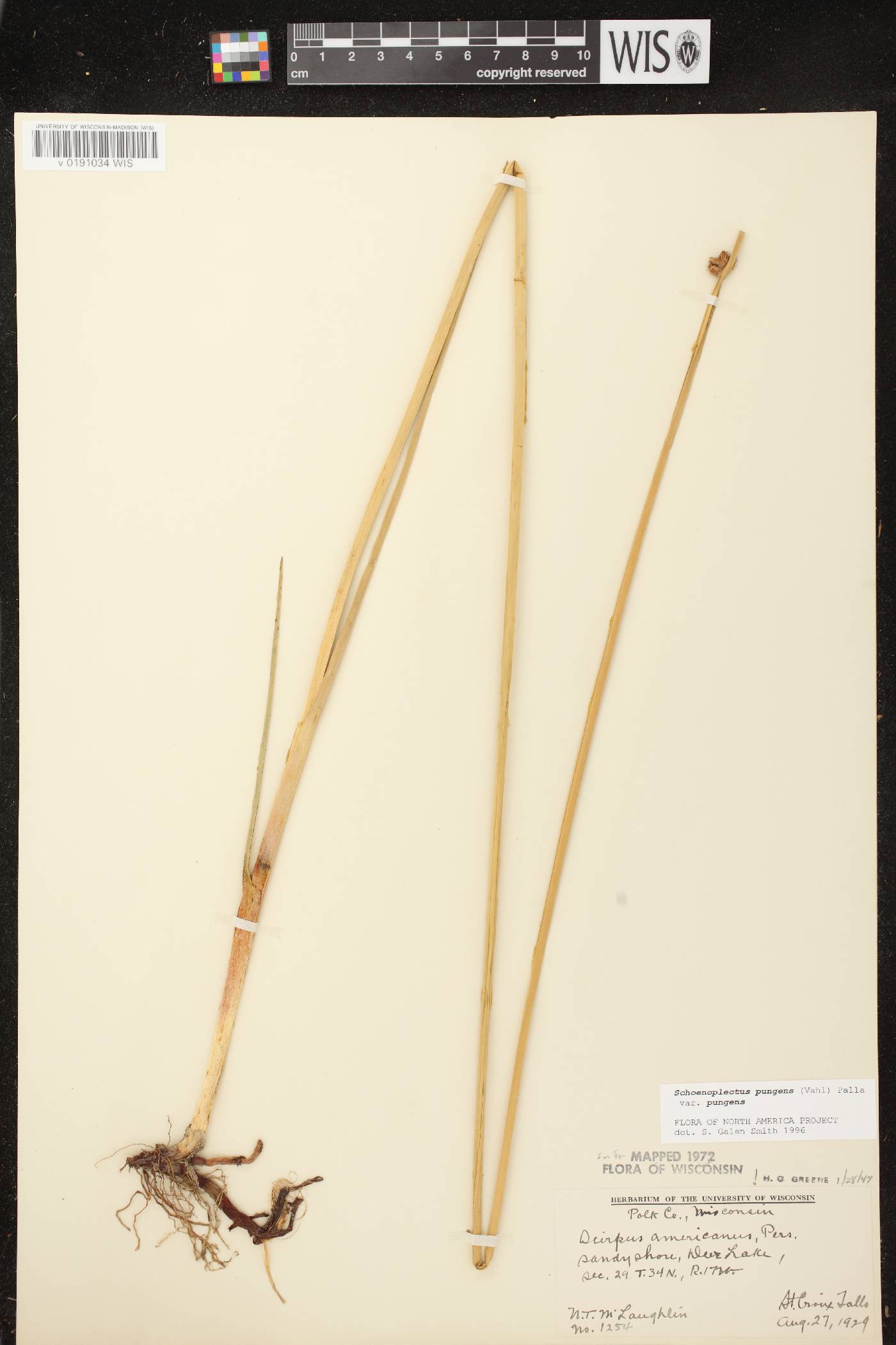 Schoenoplectus pungens image