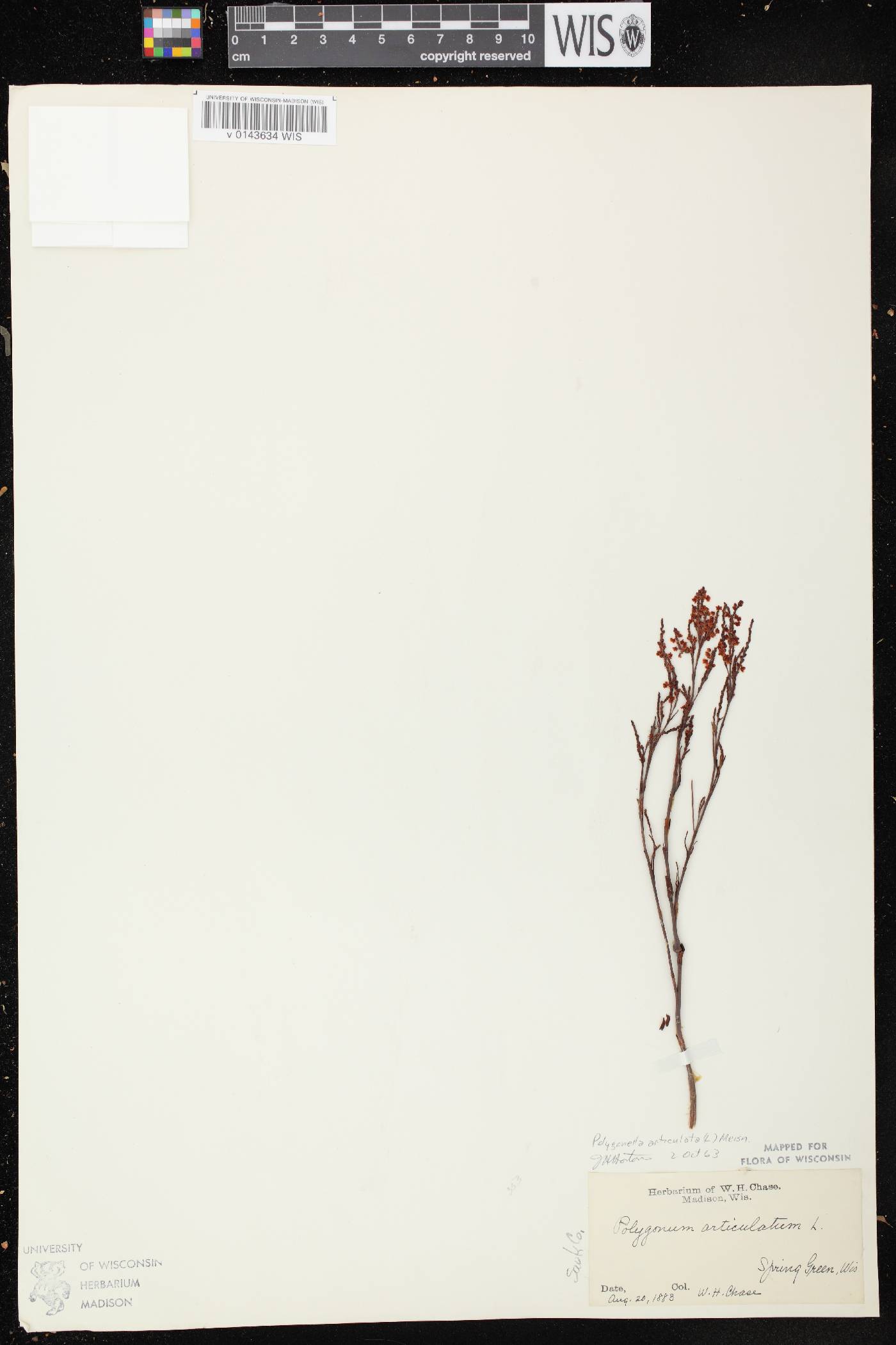 Polygonella articulata image