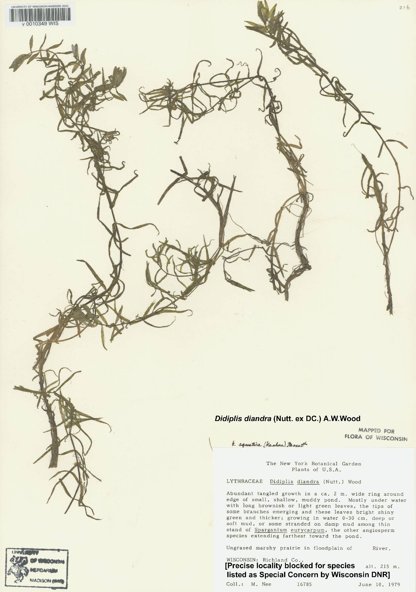 Didiplis diandra image