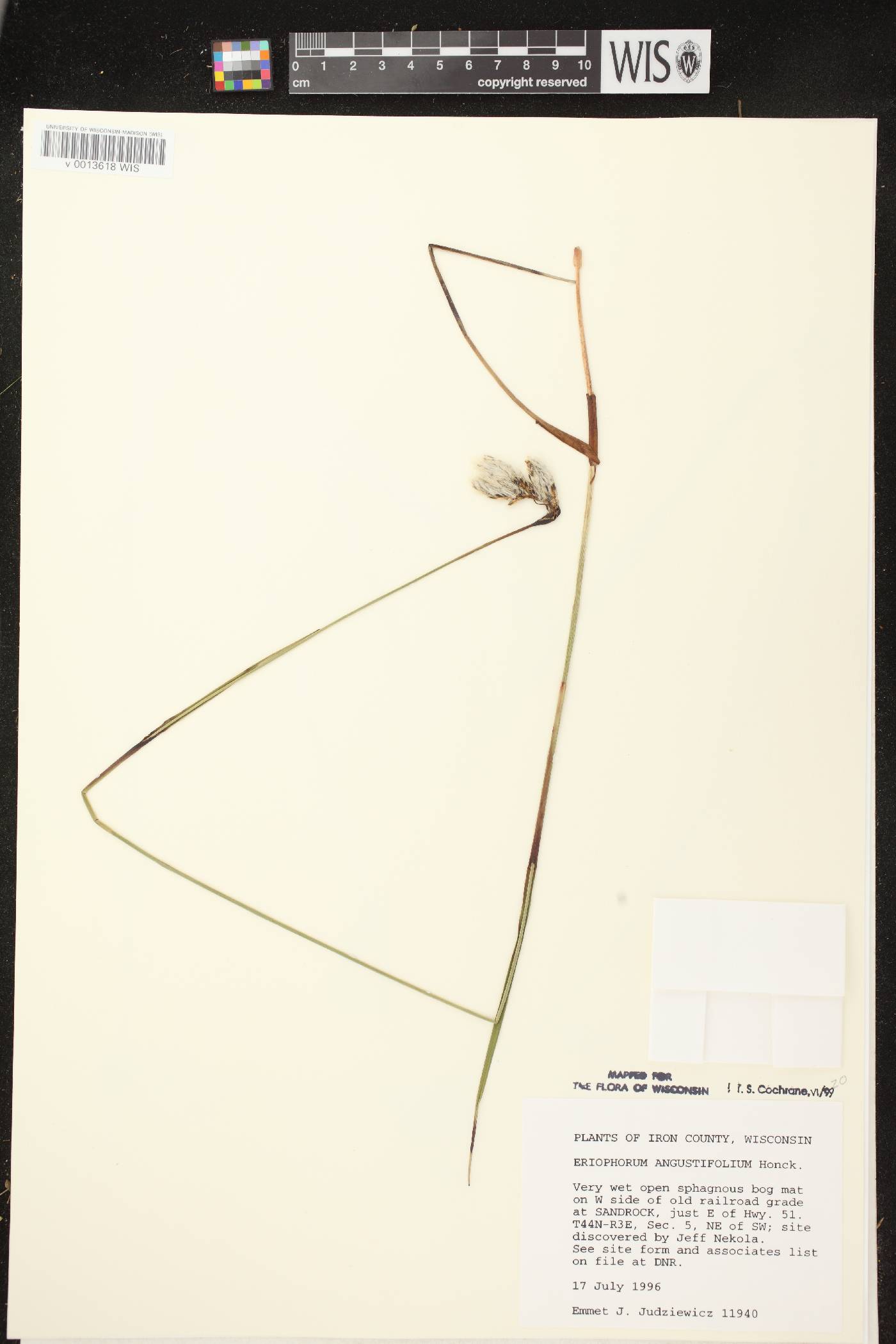 Eriophorum angustifolium image