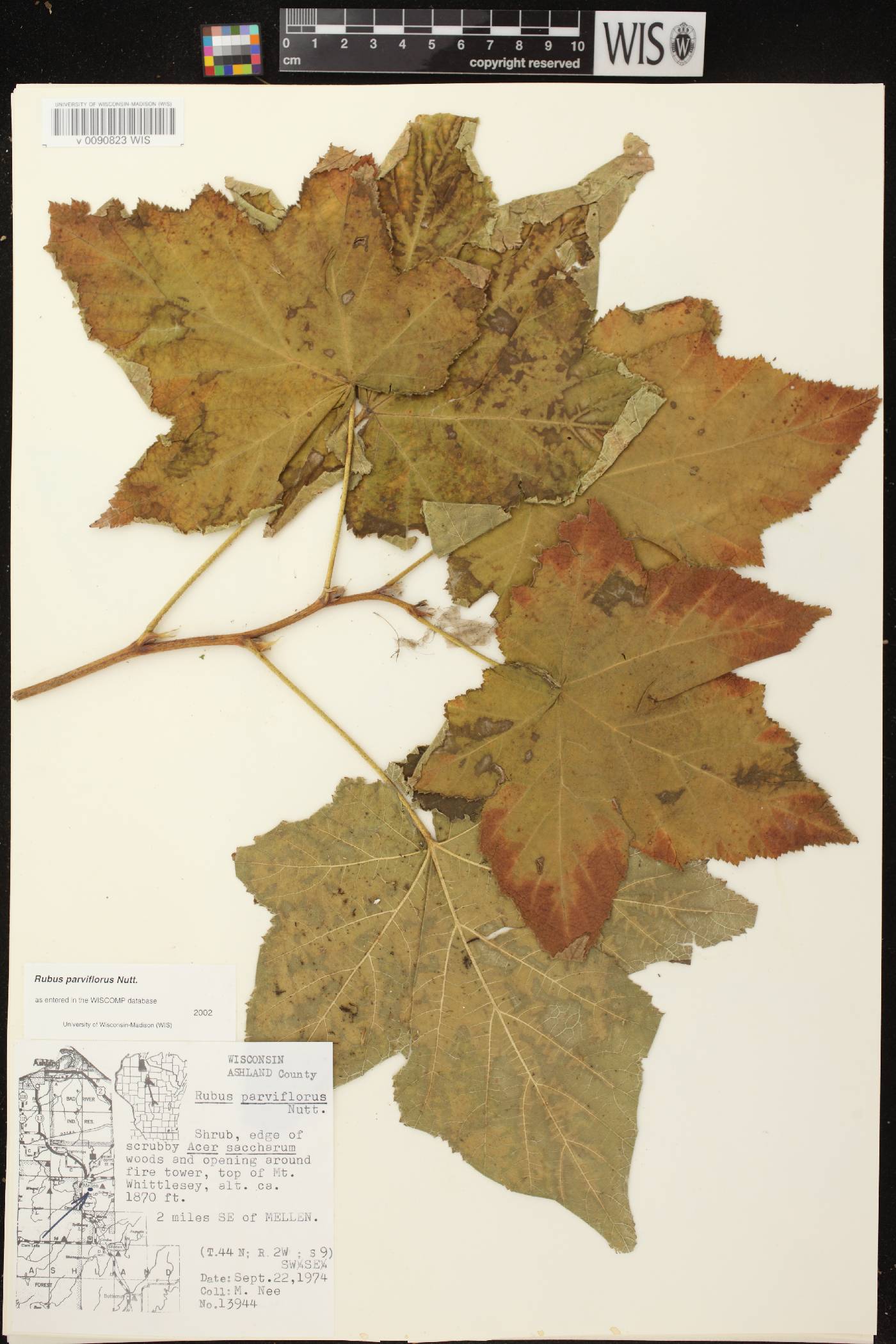 Rubus parviflorus image