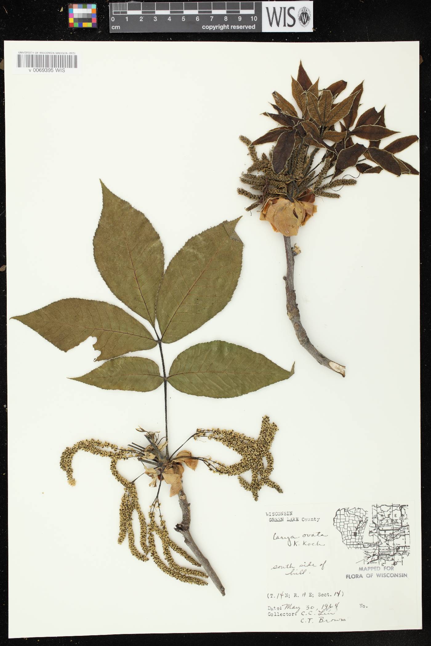 Carya ovata image