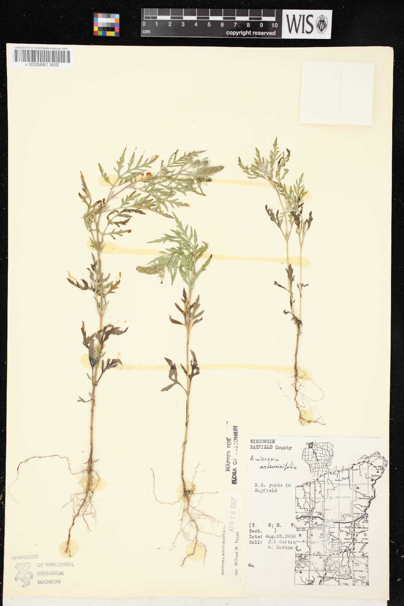 Ambrosia artemisiifolia image