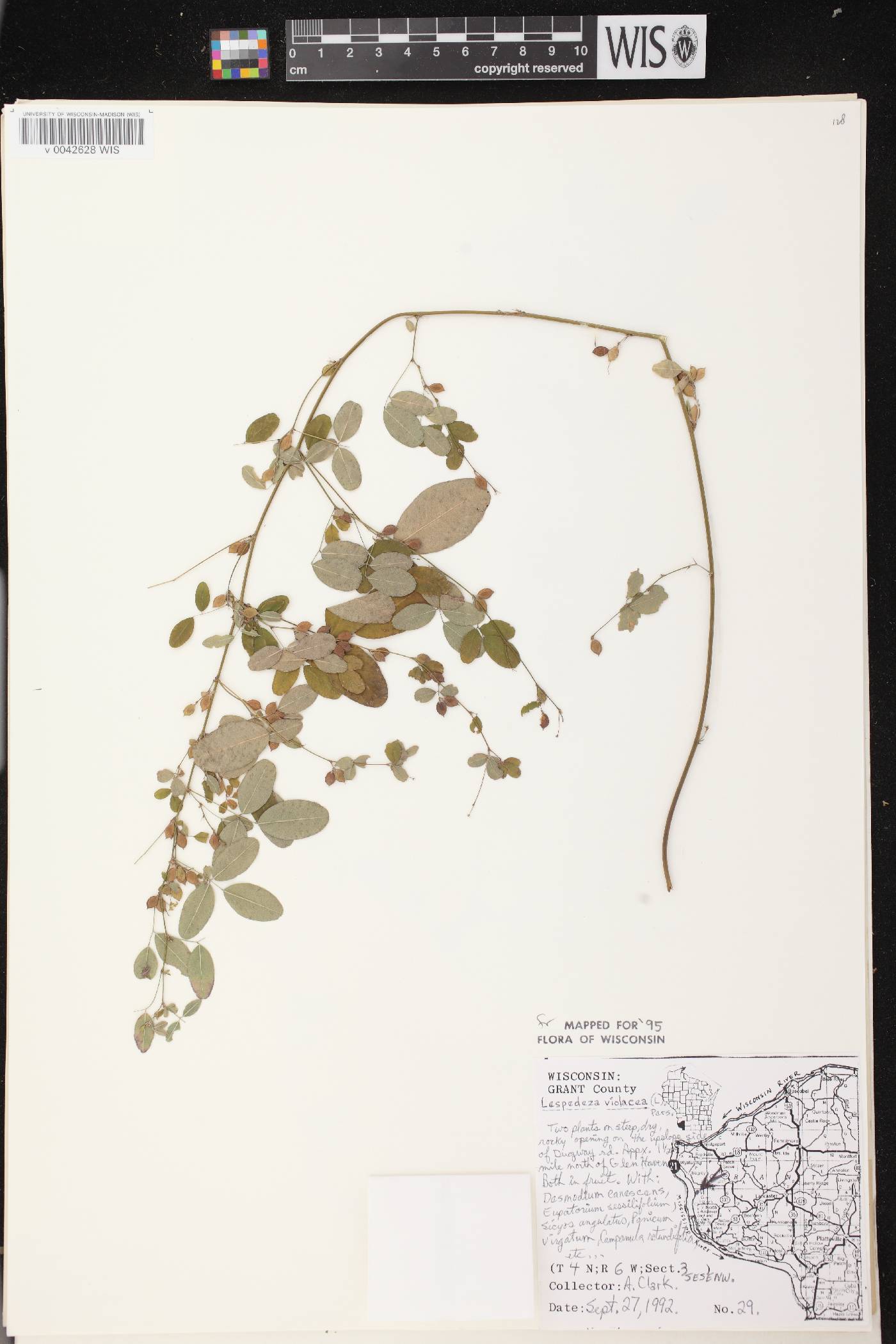 Lespedeza violacea image