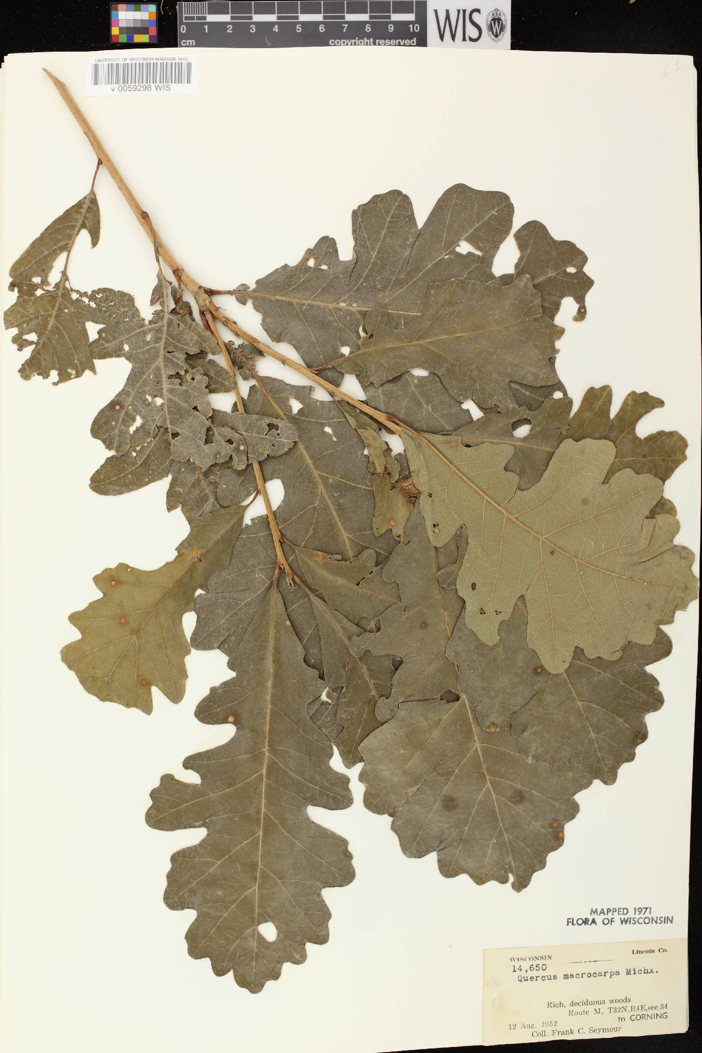 Quercus macrocarpa image