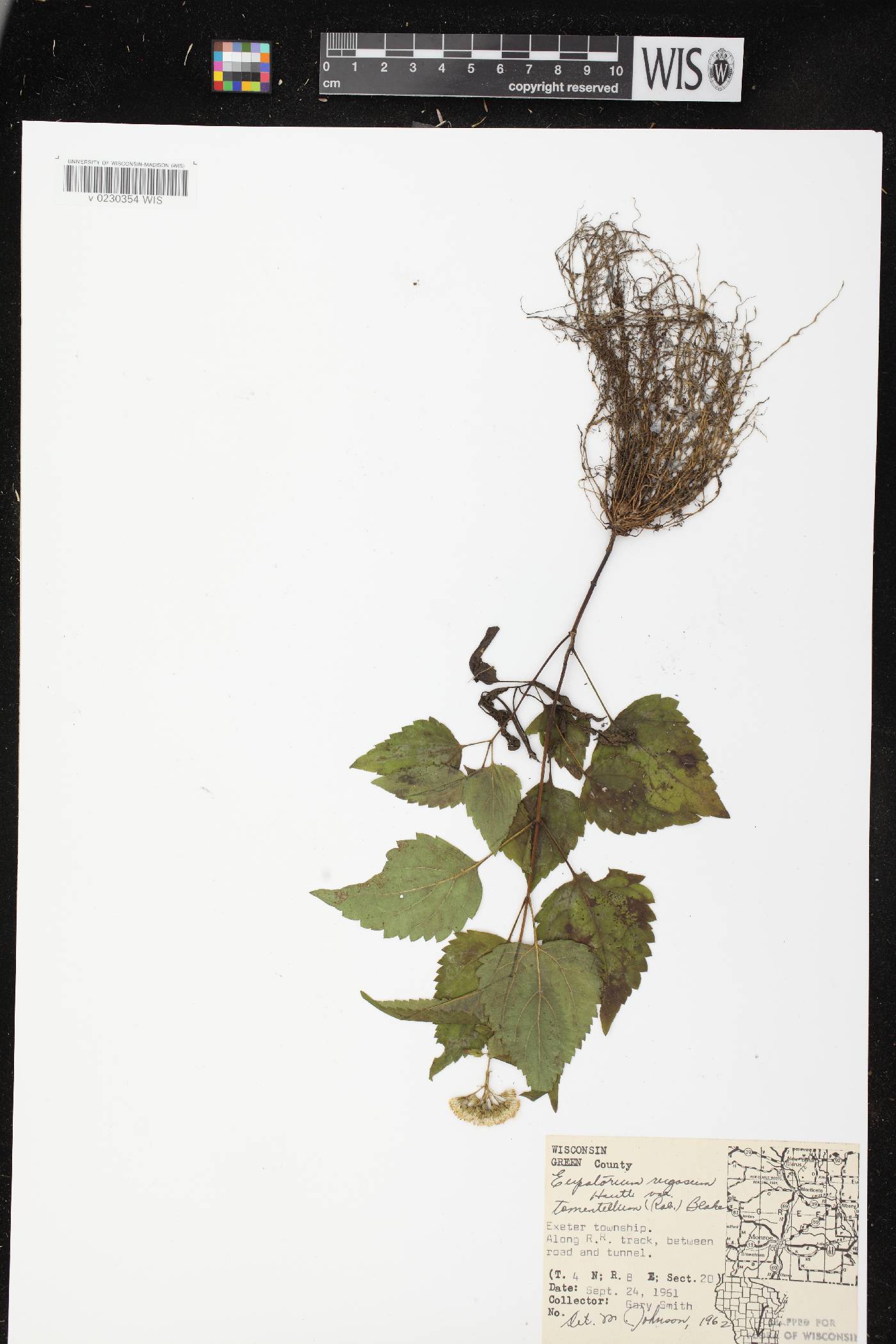 Ageratina altissima subsp. altissima image