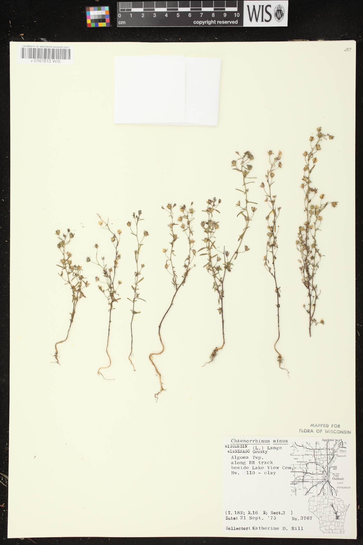 Chaenorhinum minus image