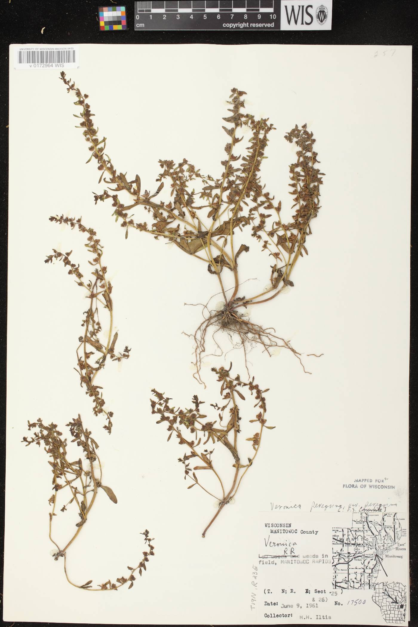 Veronica peregrina image
