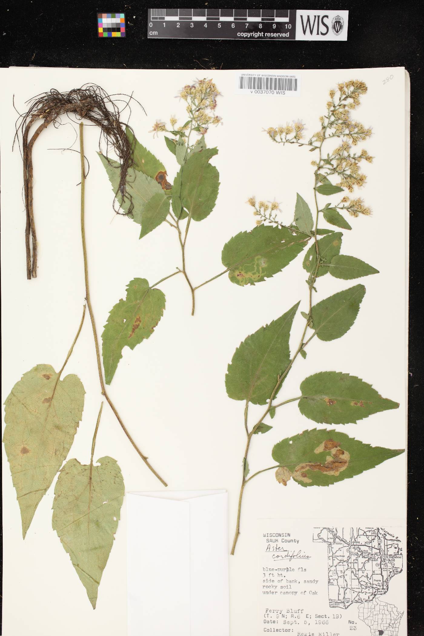 Symphyotrichum cordifolium image